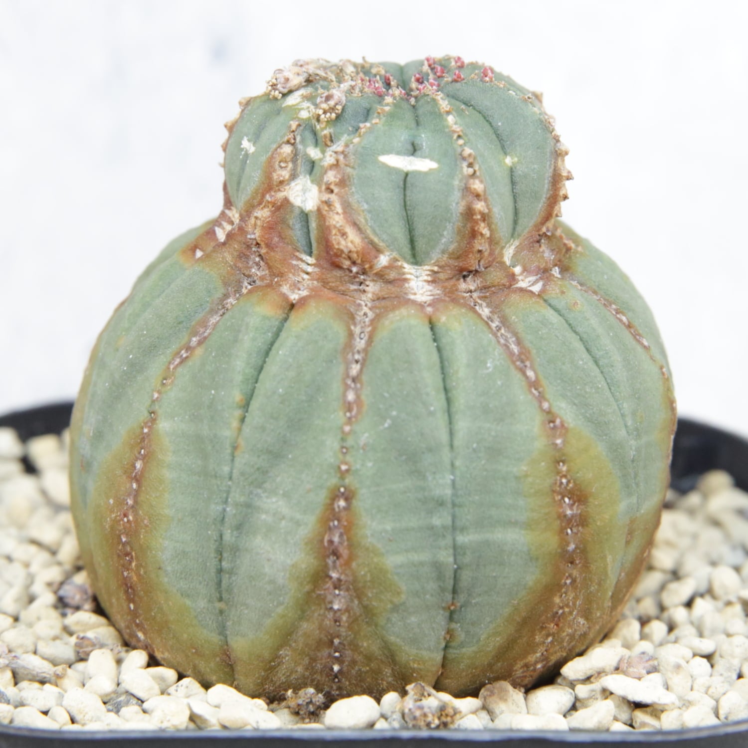 オス株 木質化 捻じれ 異型 オベサ / ユーフォルビア | LIGHTHOUSE