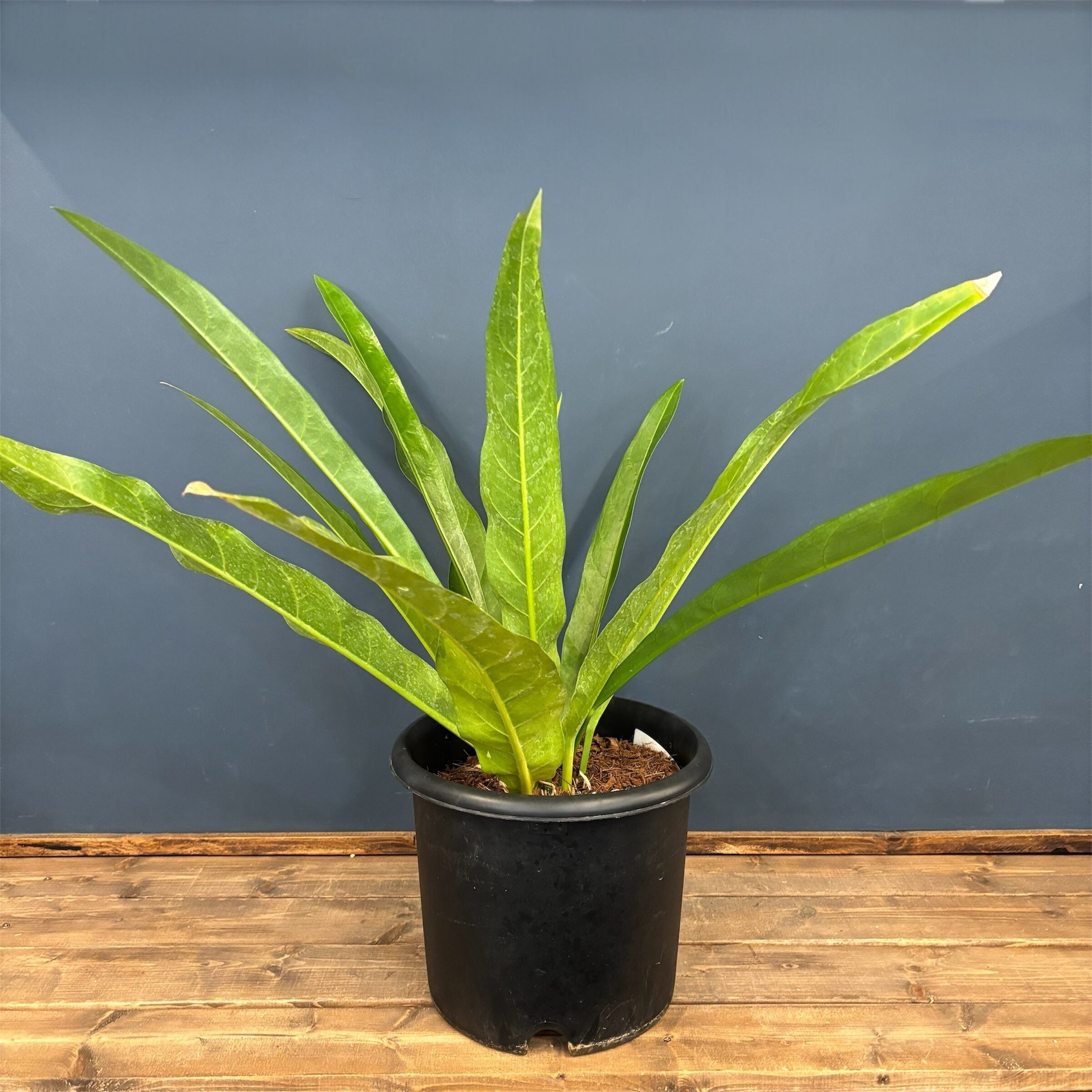 超希少❗️サイズ大❗️アンスリウム ルネッサンス 斑入り✨ 希少