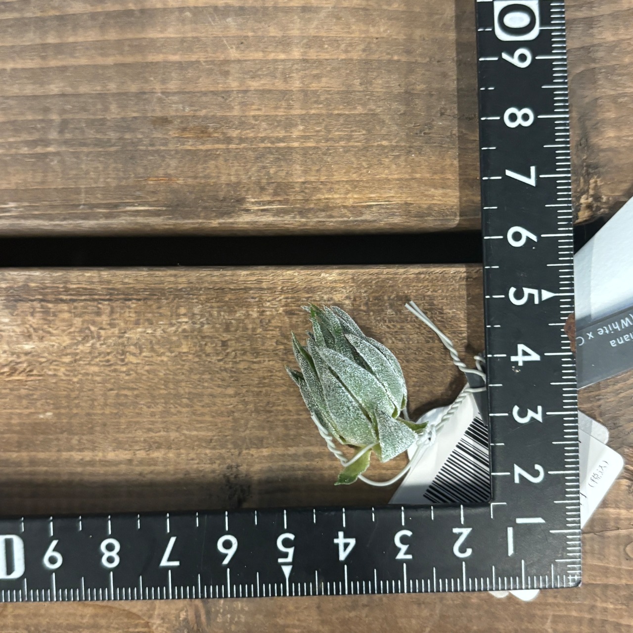 チランジア　スプレンゲリアナ　[sibling Select Clone]　花画像有り【246】