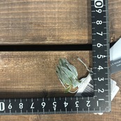 チランジア　スプレンゲリアナ　[sibling Select Clone]　花画像有り【246】