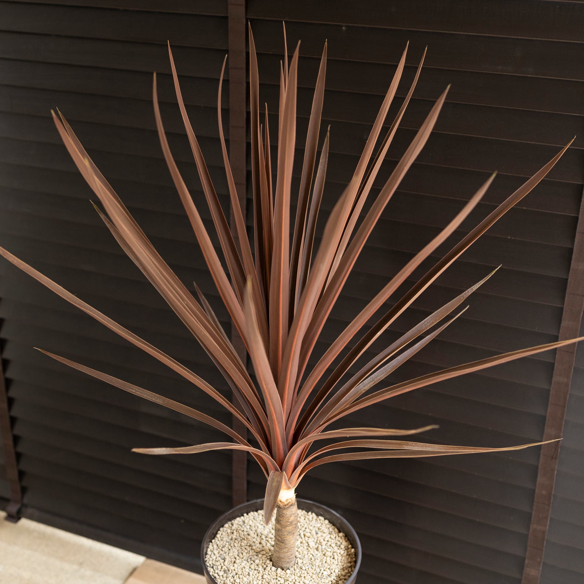 10株まとめ買いSETコルジリネ レッドスター 鉢 用土込大きなTYPE】 10