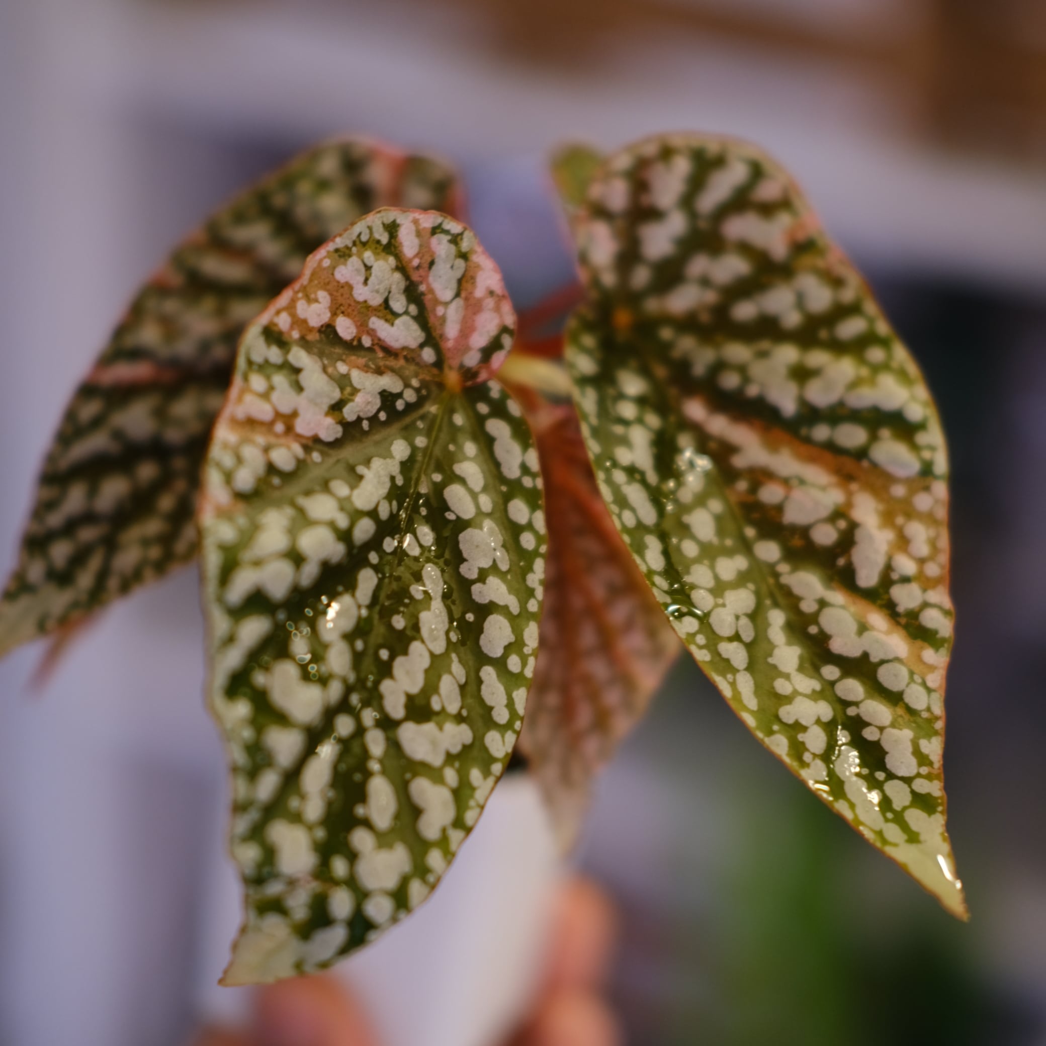 Begonia Snow Capped Variegata｜ベゴニア スノーキャップド 斑入り②