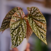 Begonia Snow Capped Variegata|ベゴニア スノーキャップド 斑入り②|観葉植物