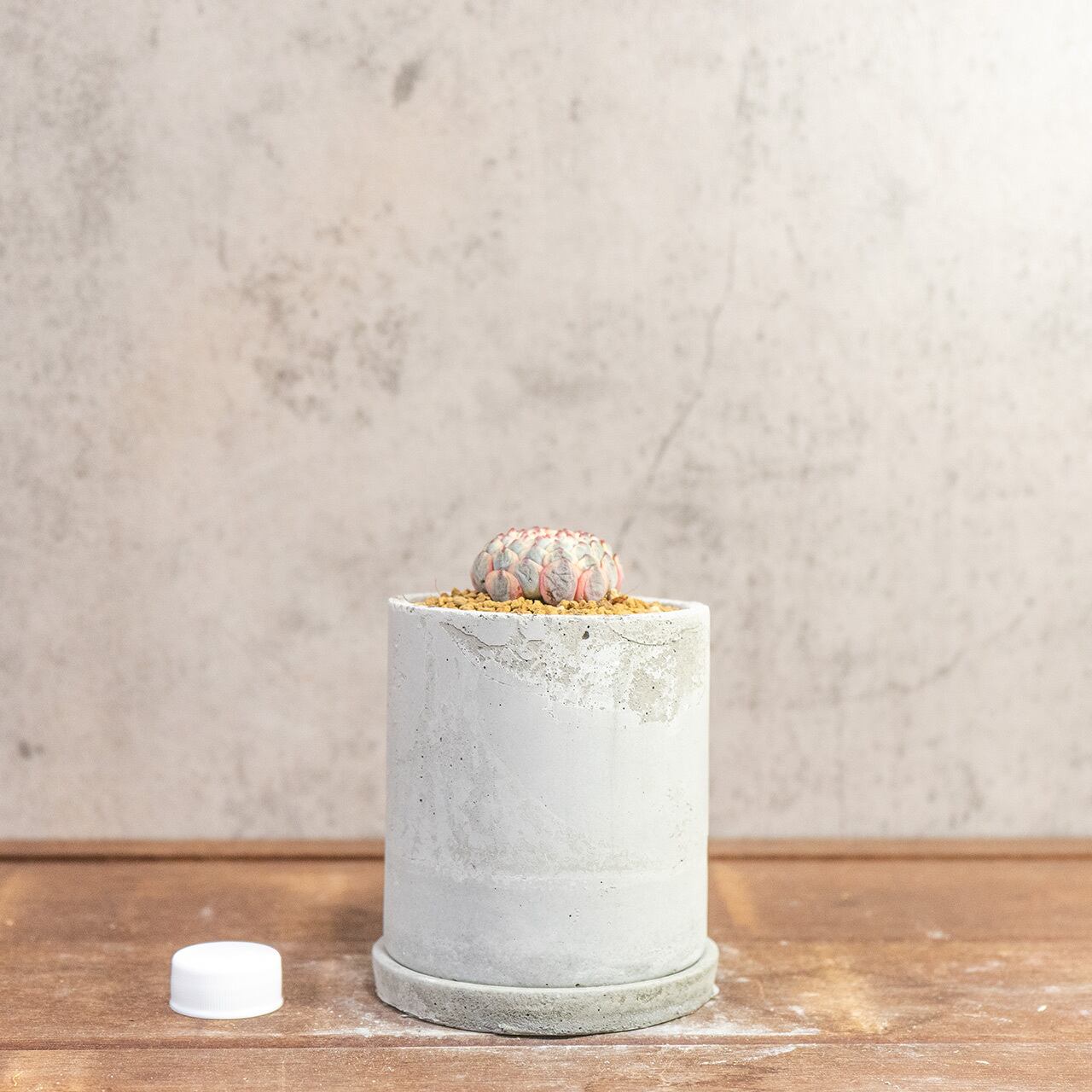 宝石のような美しさ。エケベリア ホワイトミニマ錦｜風合いある手作りモルタル鉢との特別感溢れる一鉢【虫発生抑制】