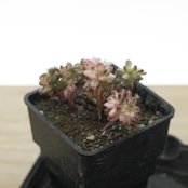 抜き苗 アエオニウム 小人の祭り錦 Aeonium sedifolium f.variegata