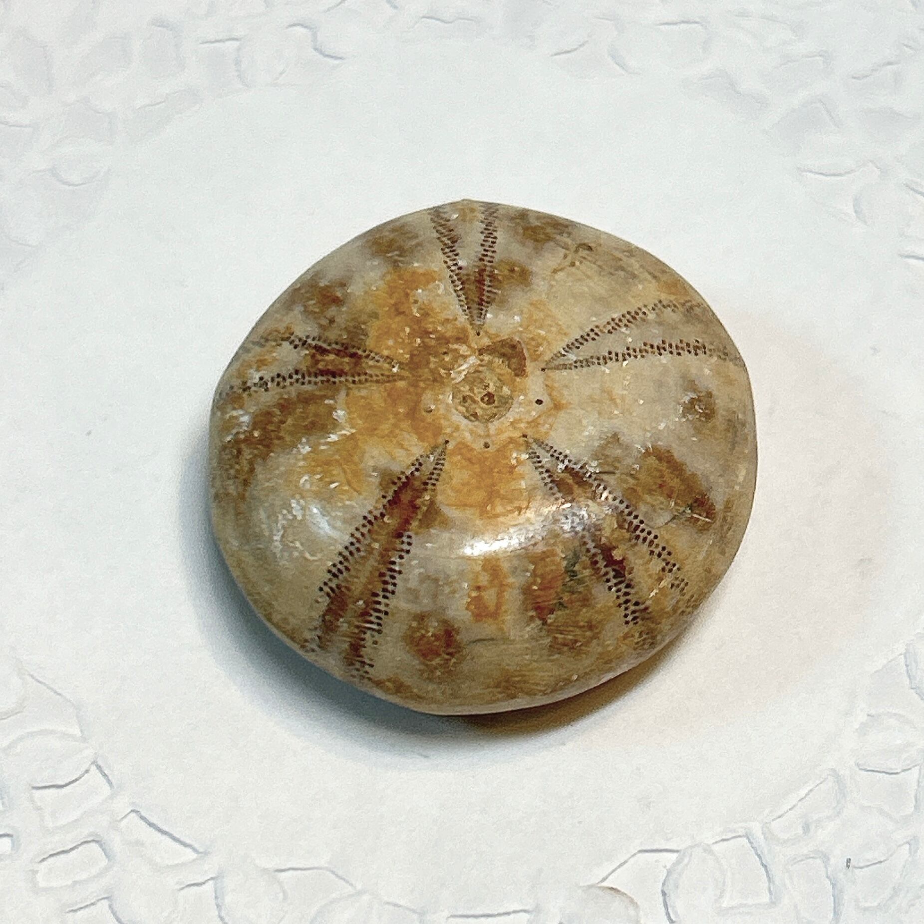 17912】プレシオサウルス 歯化石 Plesiosaurus tooth | クリスタル