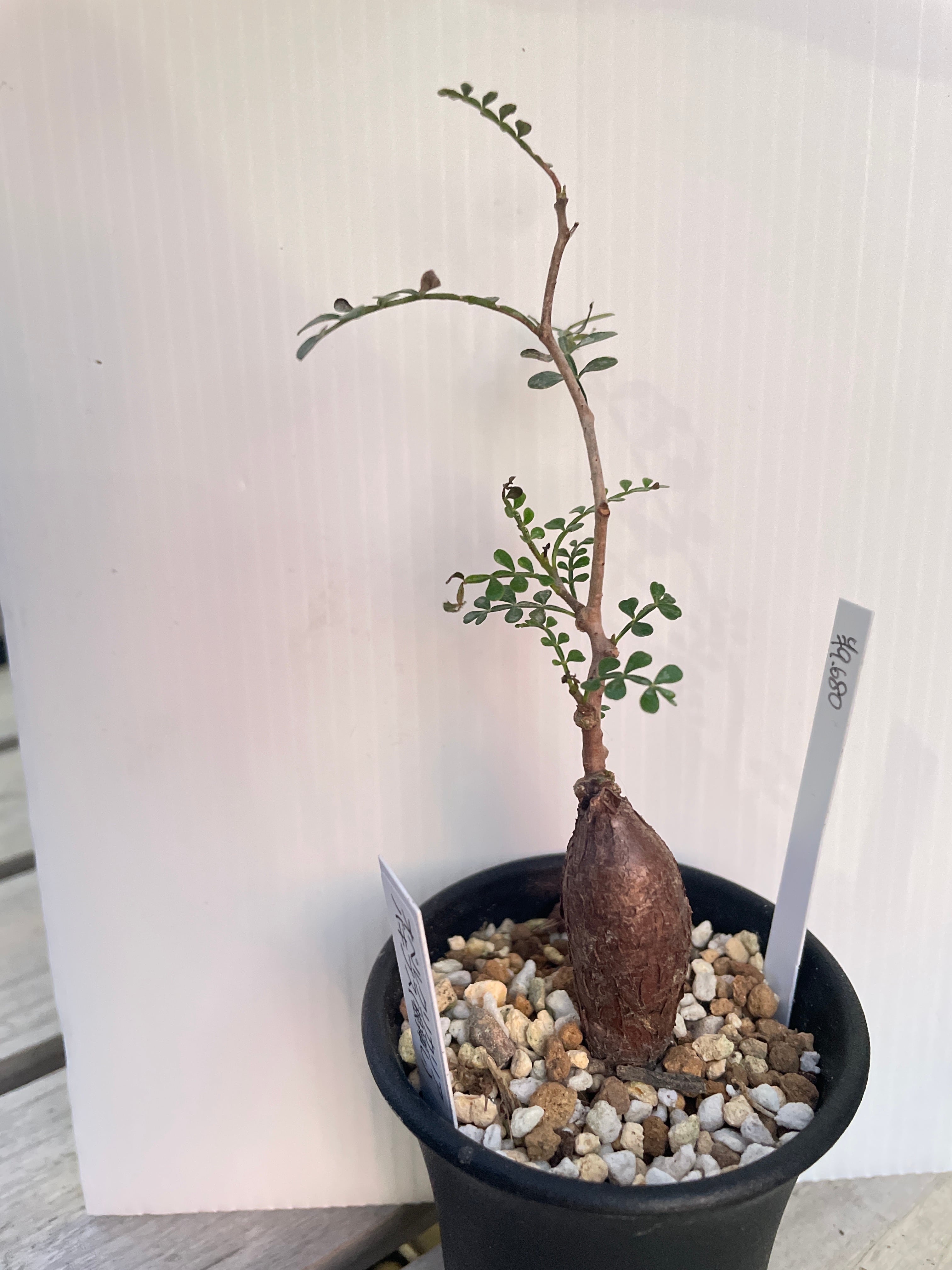 オペルクリカリア パキプス 根挿し ザ・ファームセレクト]オペルクリ