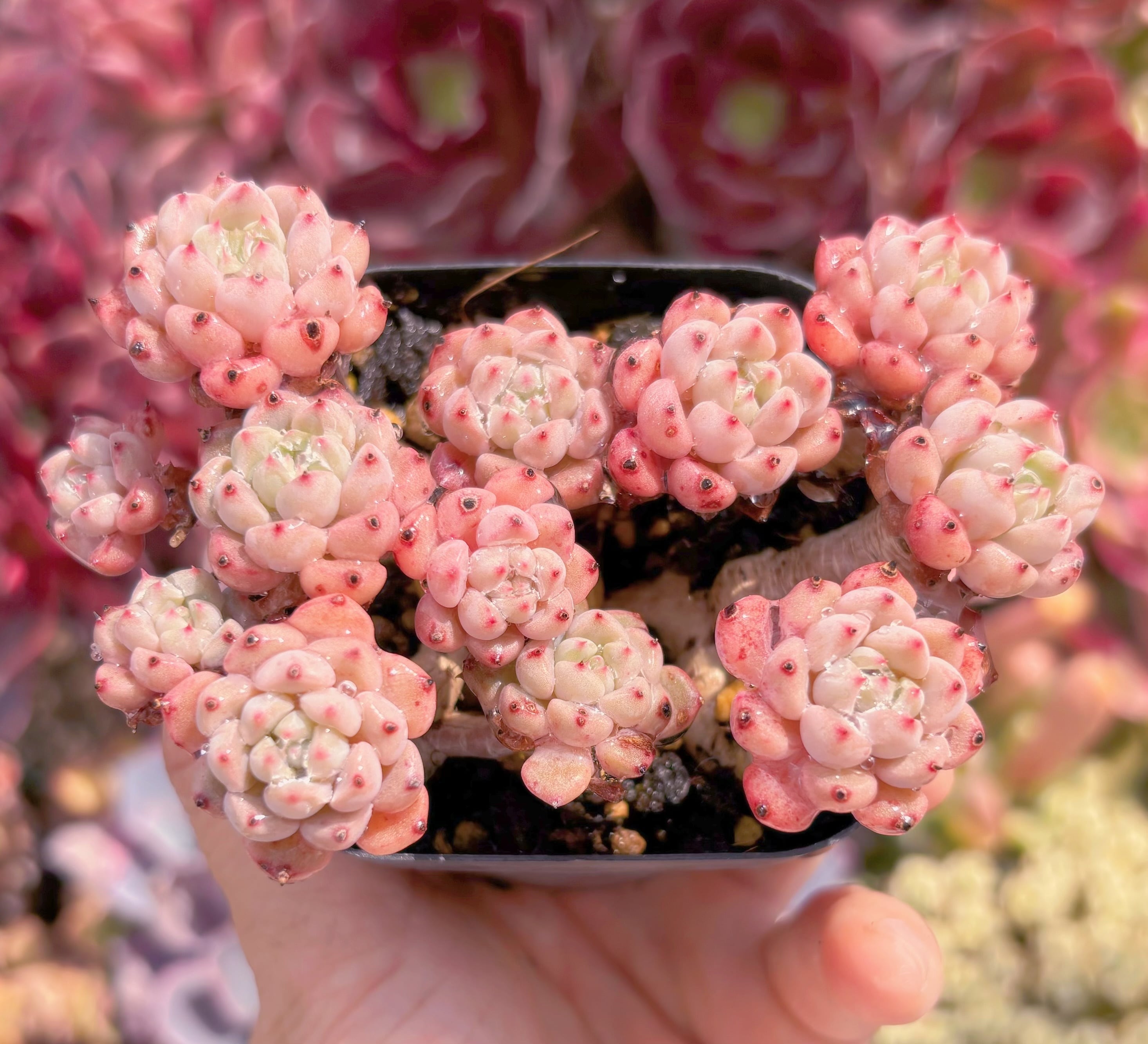 現品　スノーピーチ#B51　るる農園