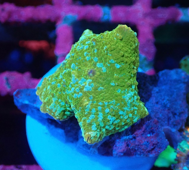 【現地買付】WaterMelonMushroom 5