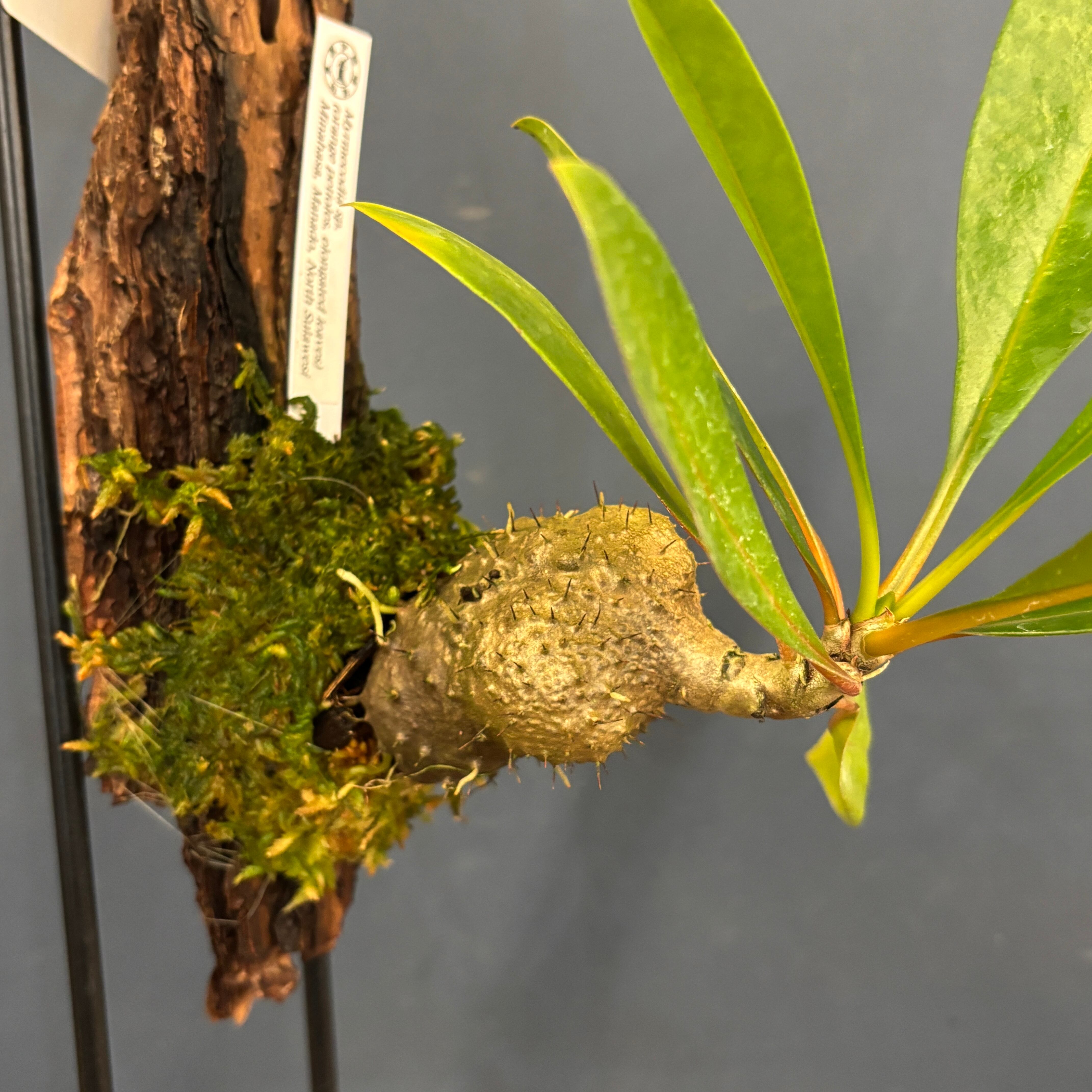 アリ植物 | PROTOLEAF プロトリーフ