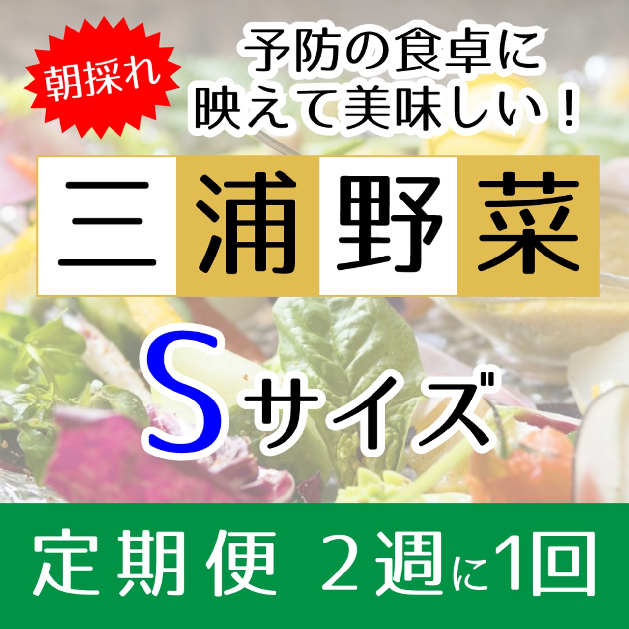 『定期便 2週に1回』【Sサイズ】旬の朝採れ 三浦野菜