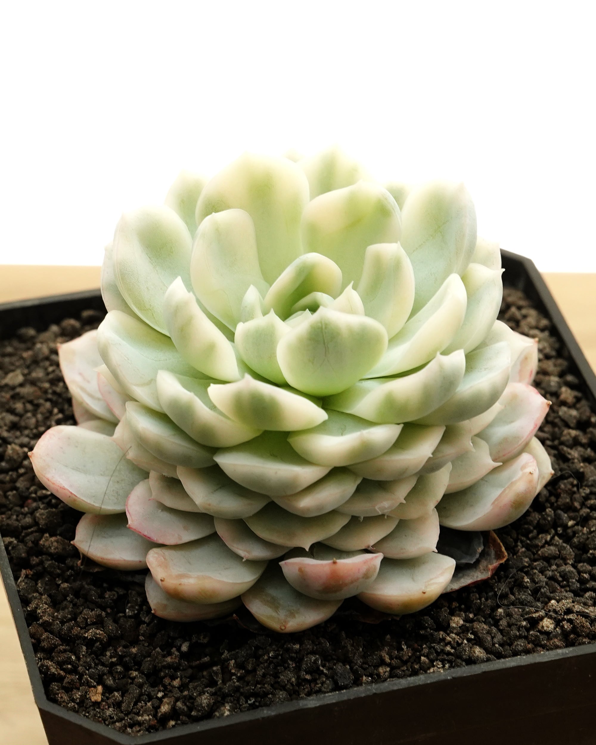 訳あり特価品◎メリディアン(超特大苗)◎多肉植物 輸入苗 エケベリア等 カット苗 メリディアン XXL 18cm大株＋極太茎 Echeveria 'Meridian