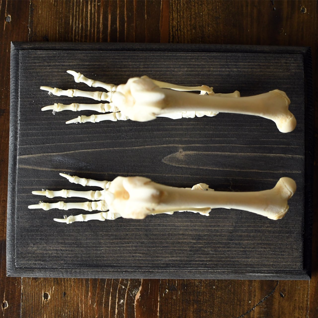 タヌキの後肢の骨格標本 | ほねとはね ONLINE SHOP