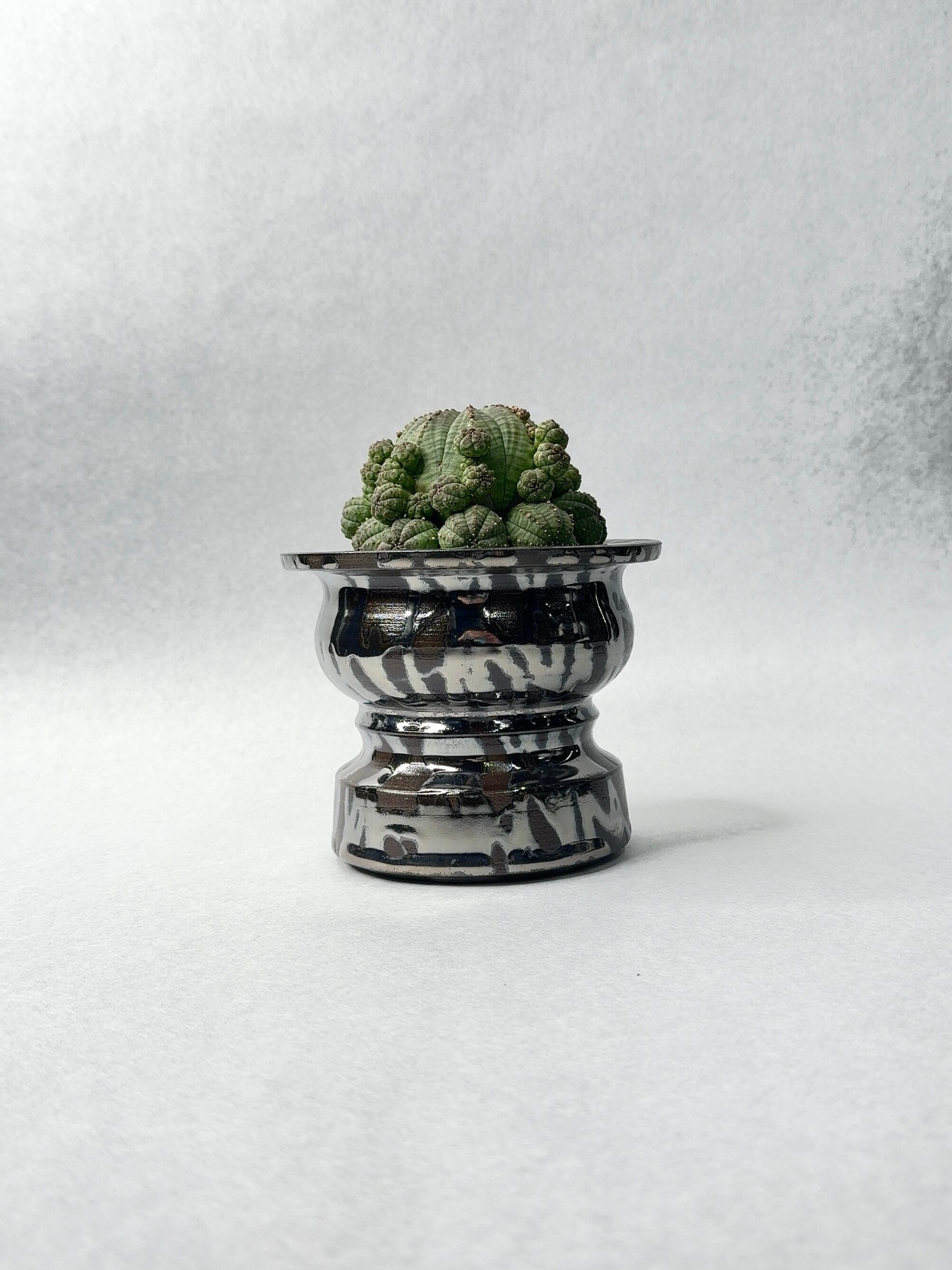 ユーフォルビア・子吹きシンメトリカ | trigger