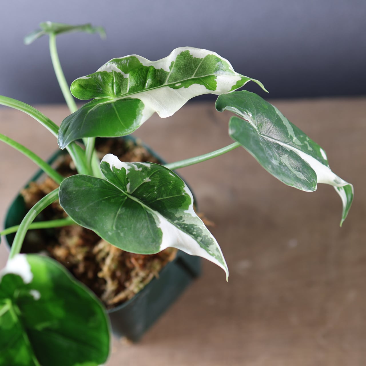 575『斑入り クワズイモ』観葉植物【送料無料】 | MARX PLANTS | 観葉