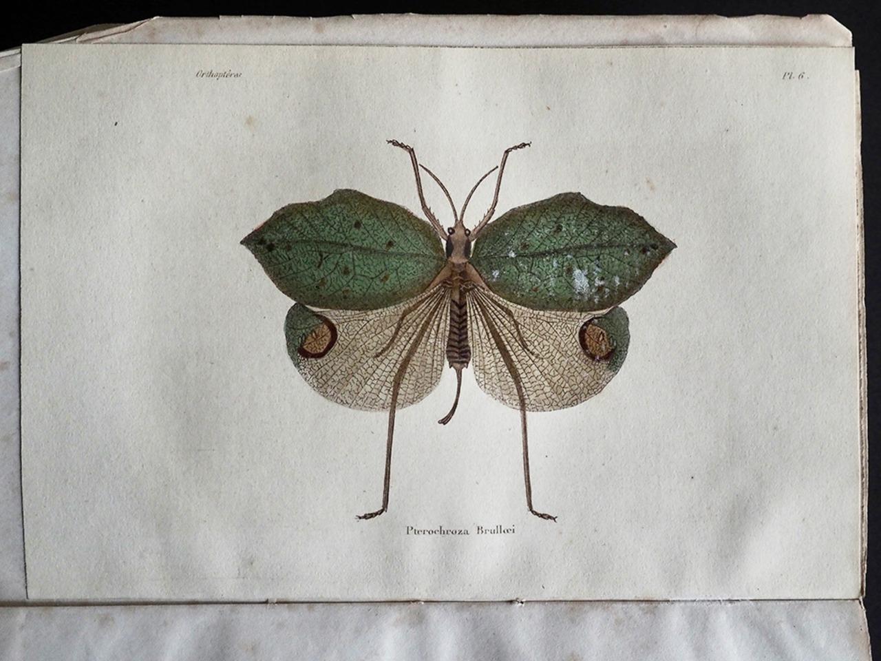 Histoire Naturelle des INSECTES ORTHOPTÈRES Première Partie