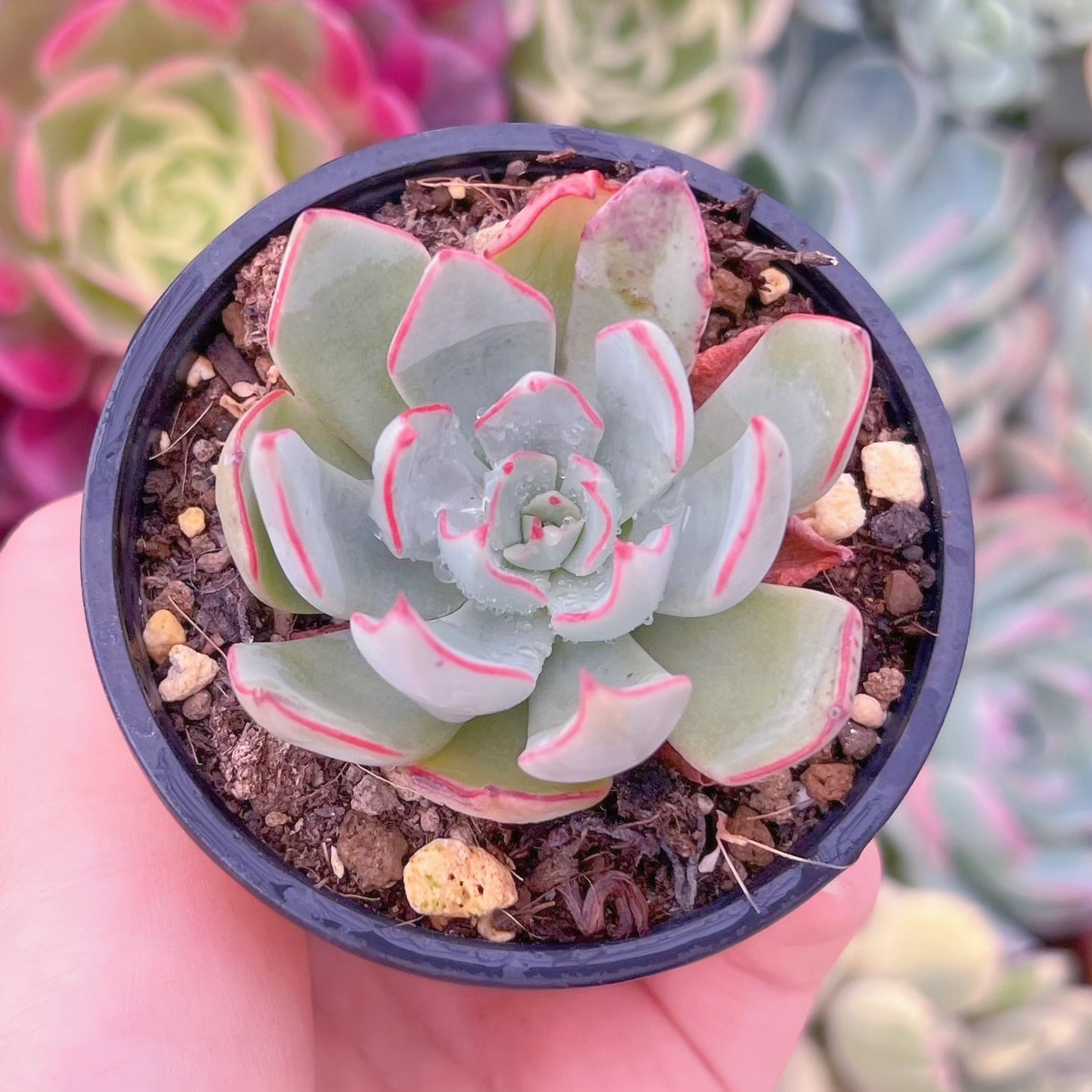 現品　ストリクチフローラ#405　るる農園