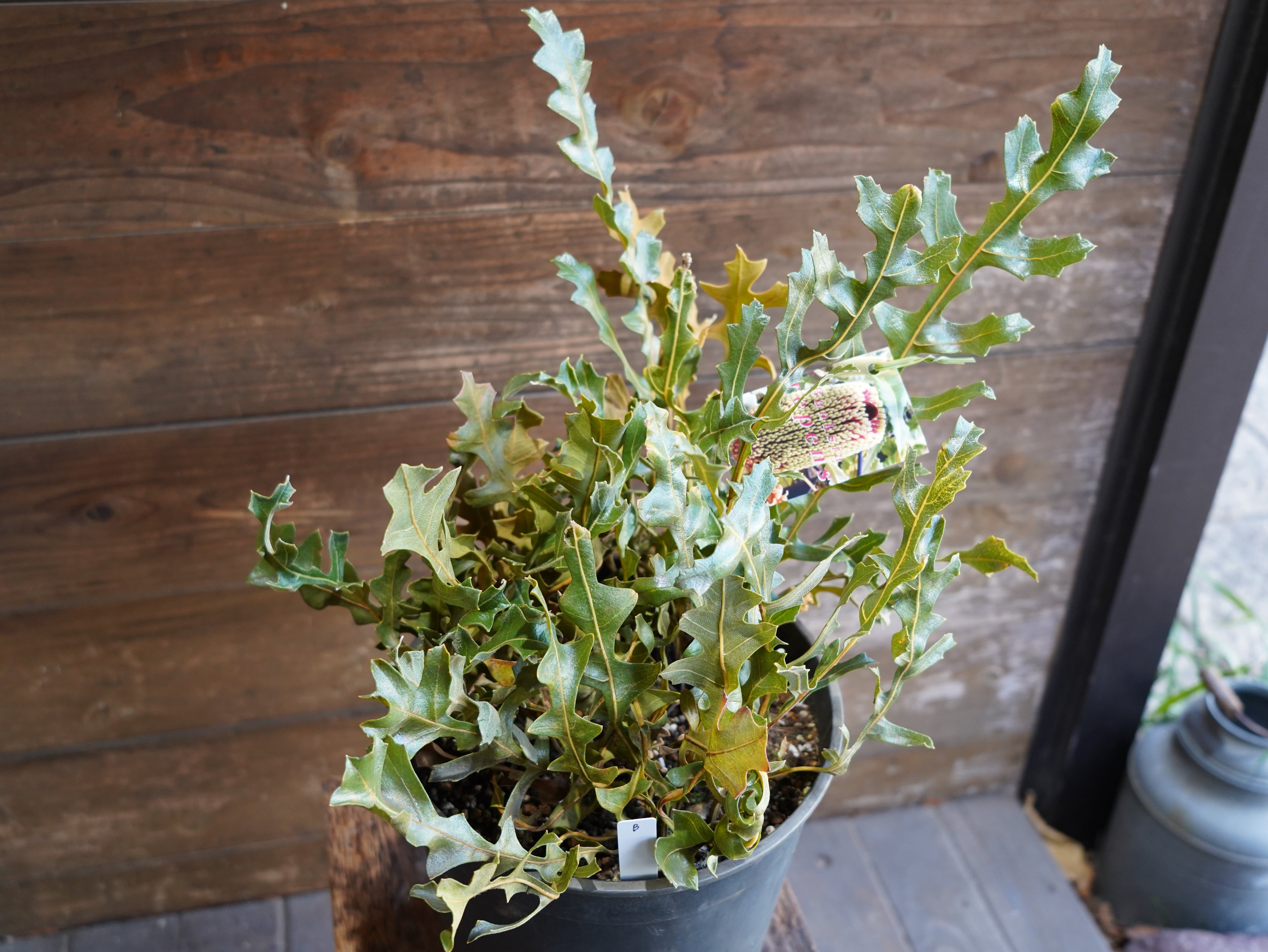 【現物】バンクシア　"レペンス"　B