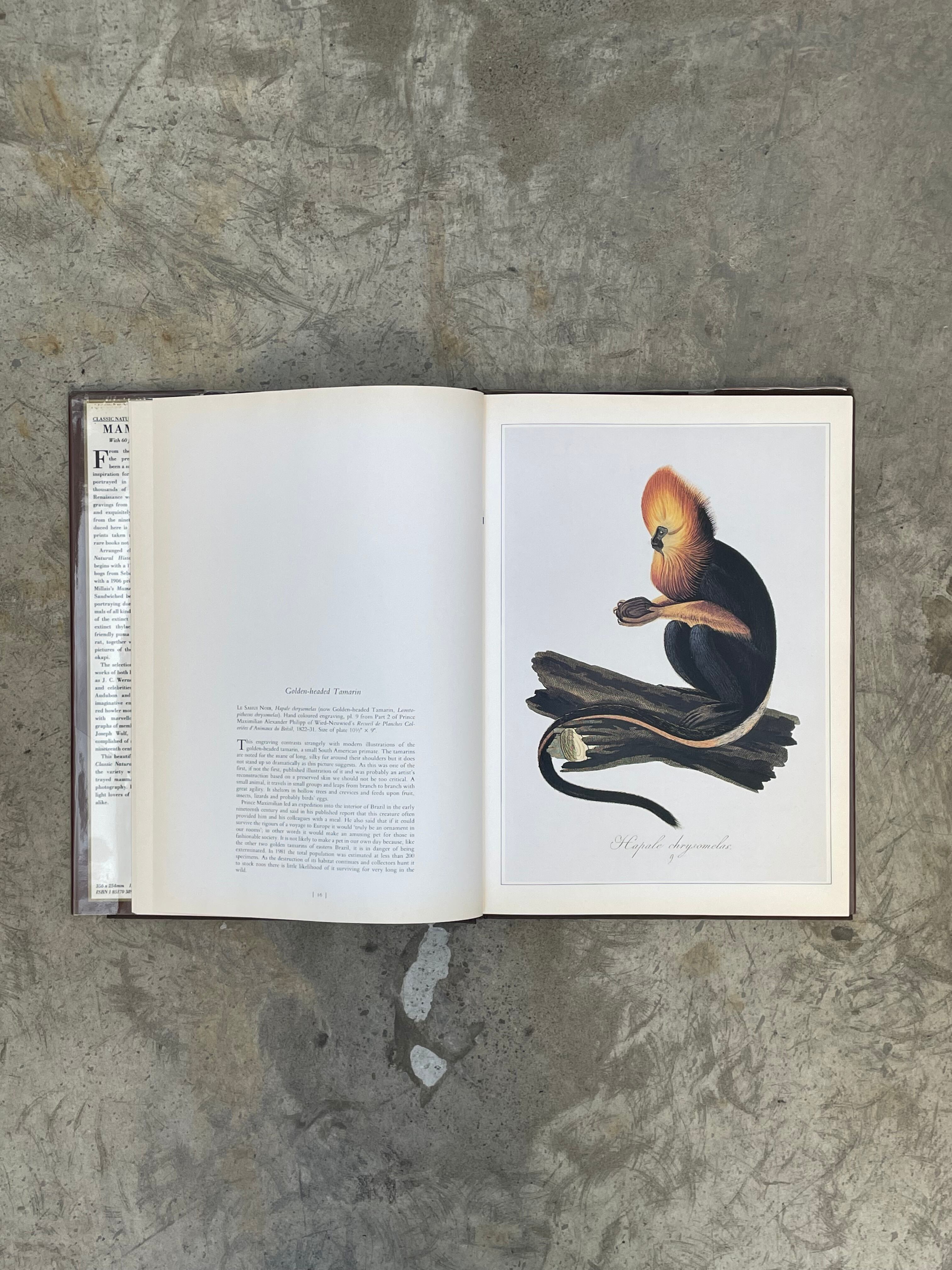 洋書 CLASSIC NATURAL HISTORY PRINTS MAMMALS Amazon.co.jp: Classic Natural History Prints: Mammals : Rh