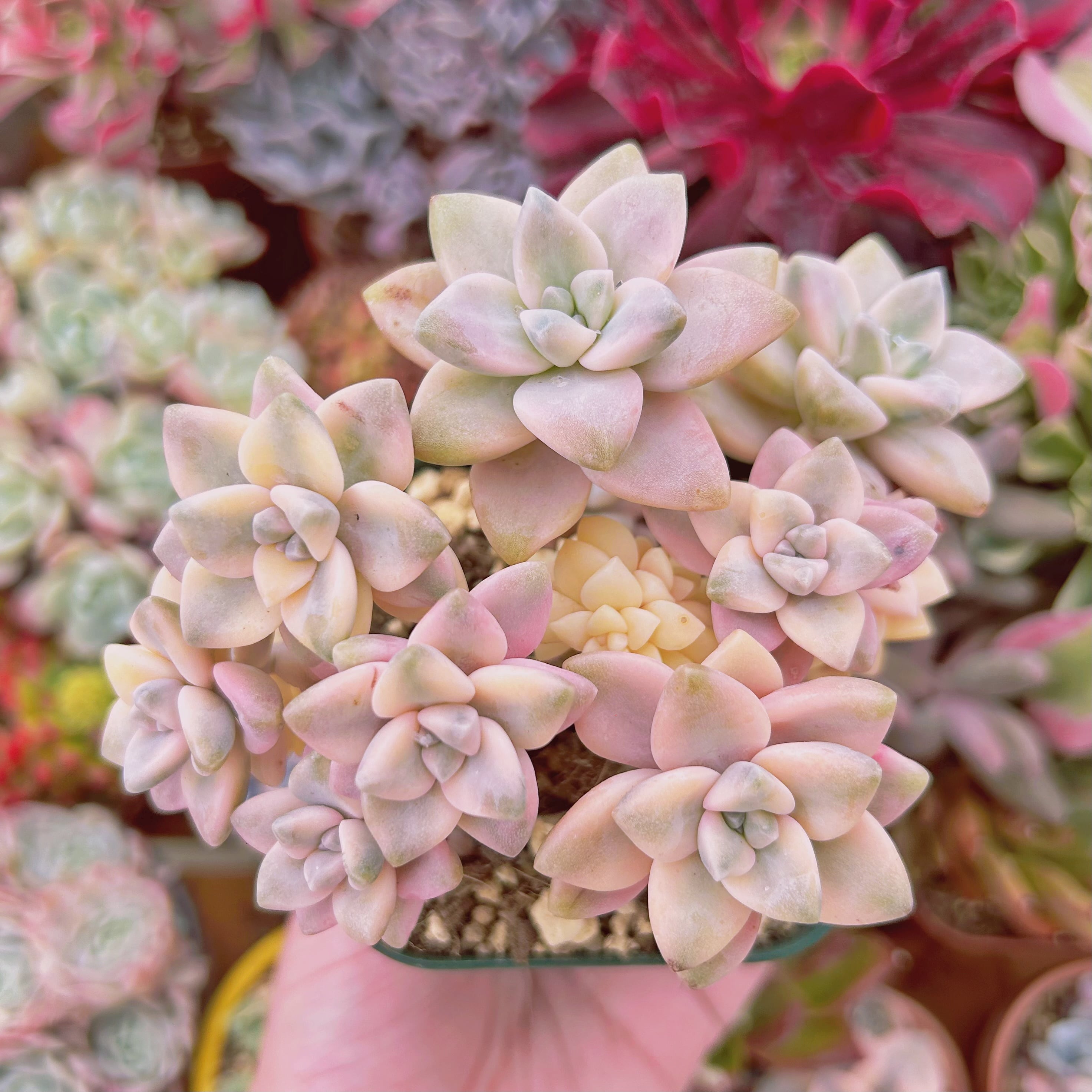 #747現物　多肉植物　杏子美人錦