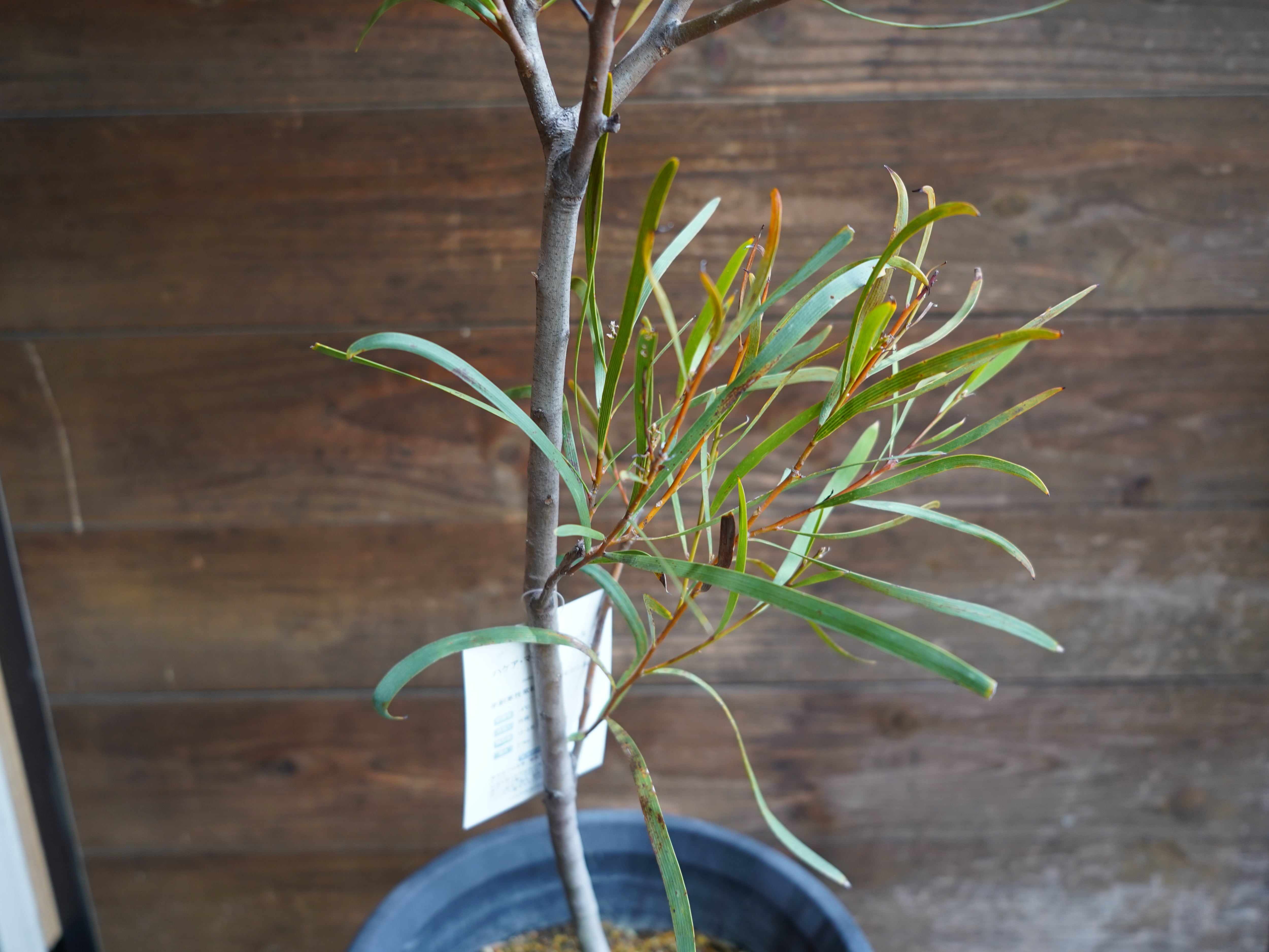 【現物】ハケア　”マルチリネアータ”