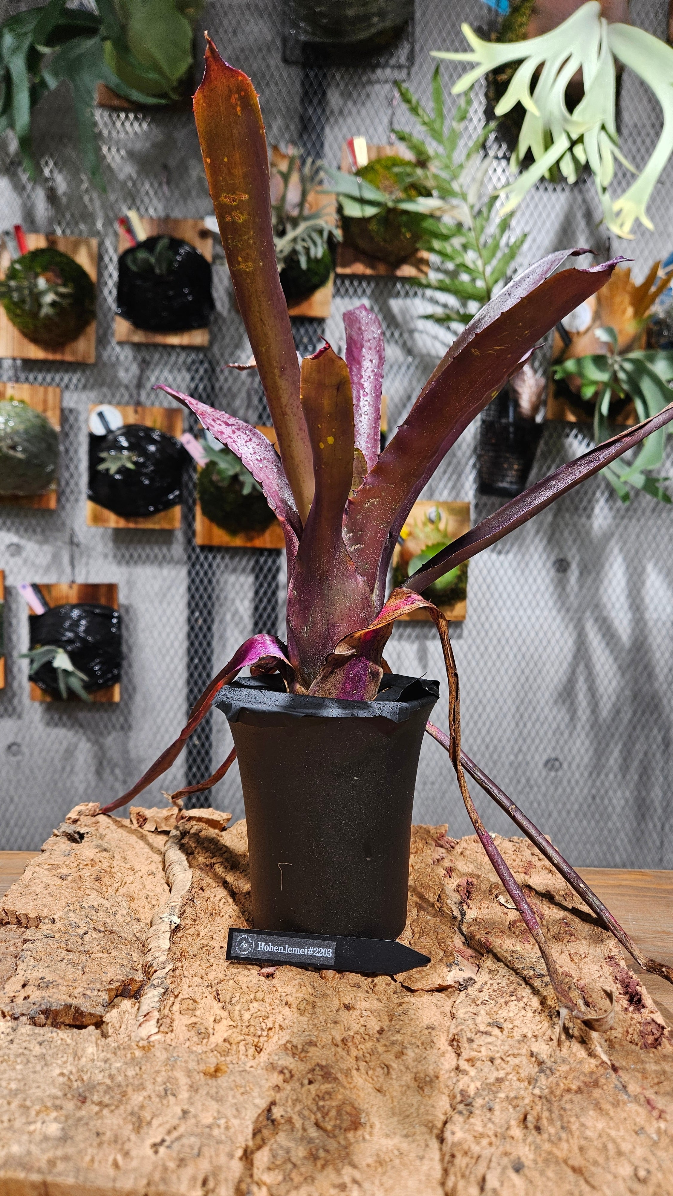Hohenbergia. Lemei #2203【artPLANTs/PLANTS GARAGE 】タンク