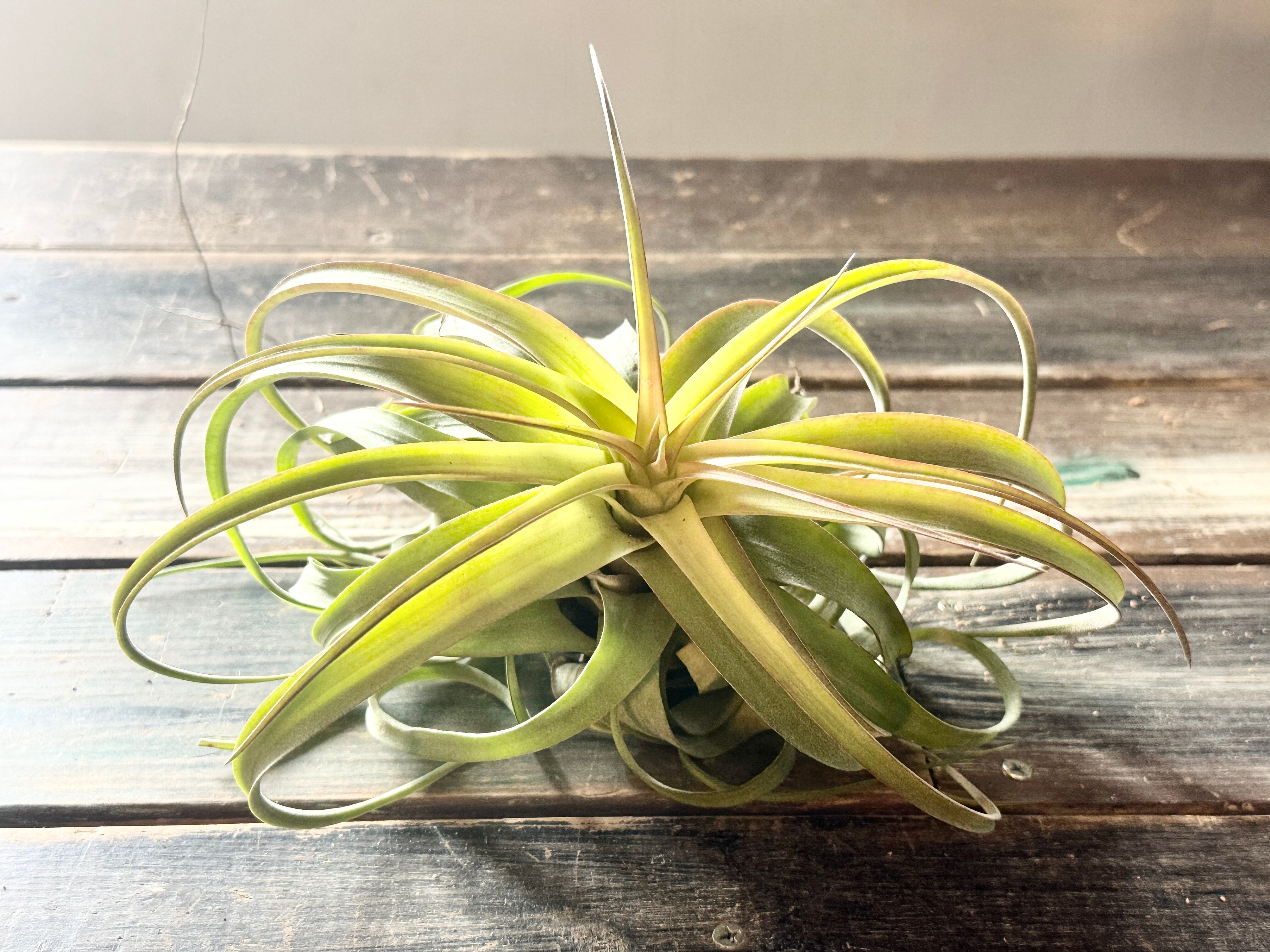 チランジア・エリックノブロック （T.ブラキカウロス×T.ストレプト