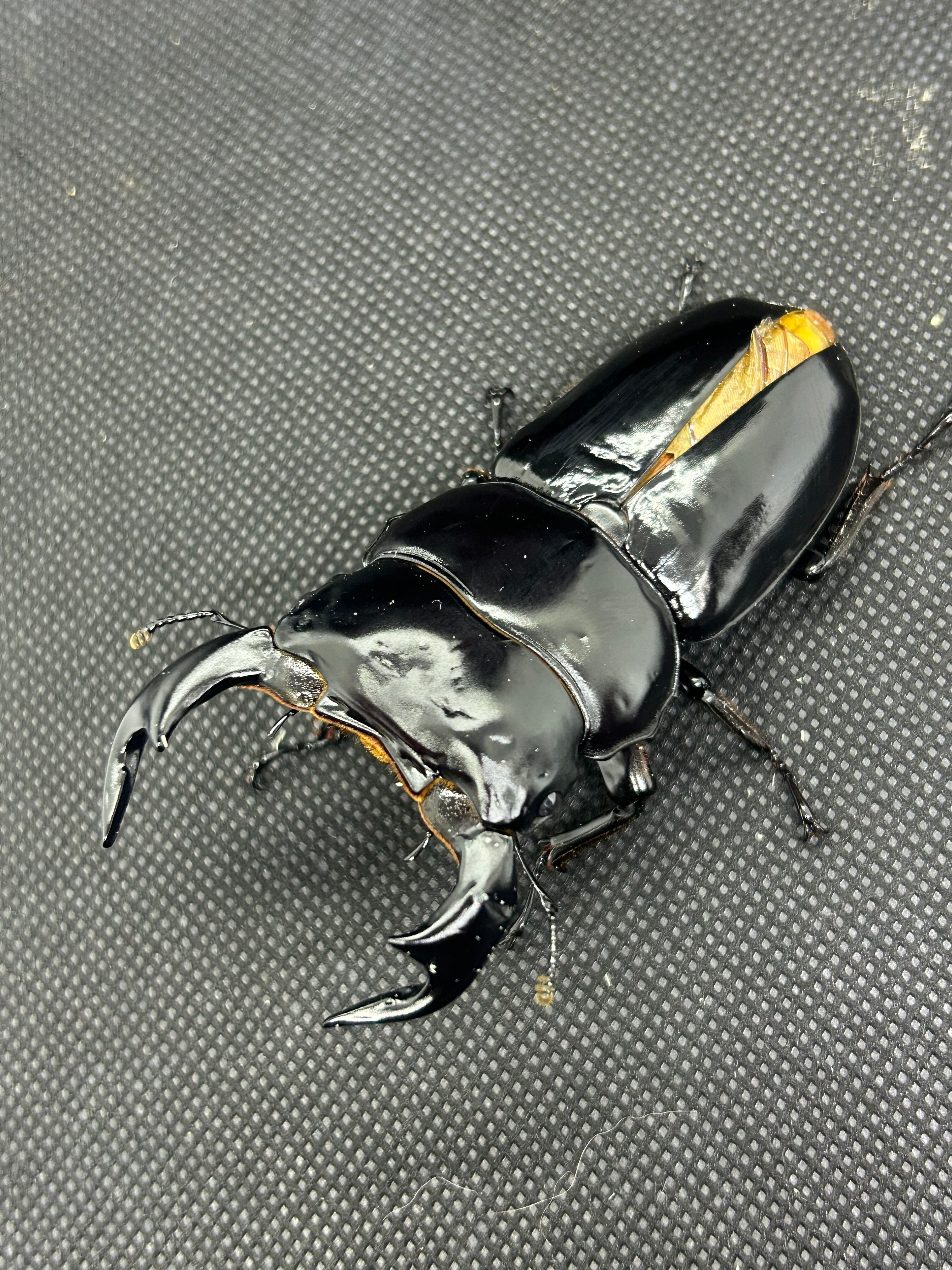 オオクワガタ 新潟県産 天然 ワイルド ♂と♀の ペア♂45㎜ ♀35