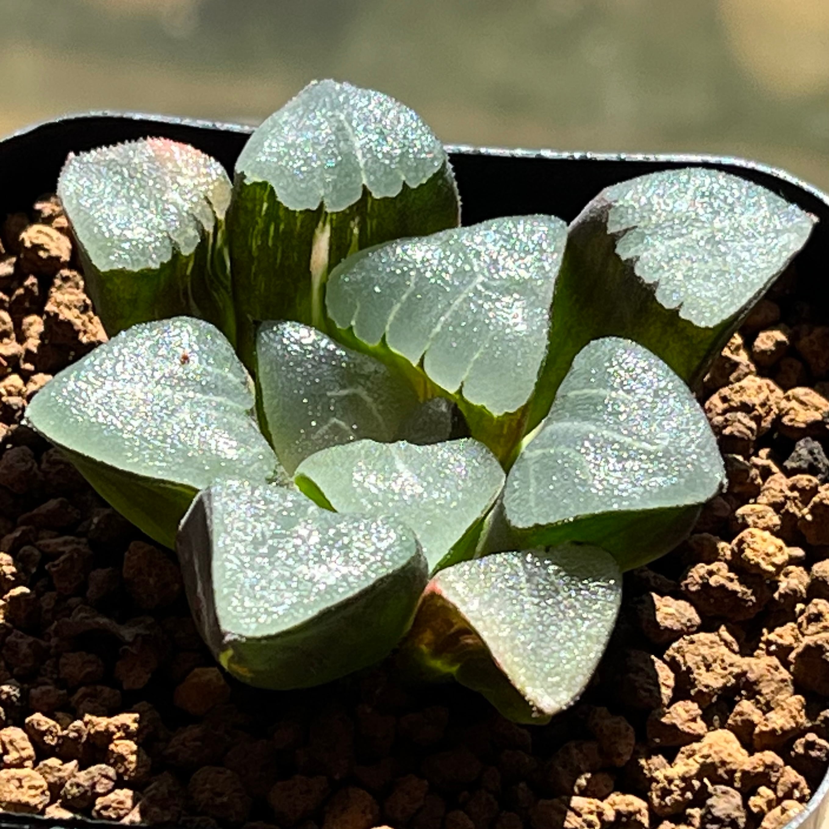 ハオルチア カンタロープアイランド | mocono_plants