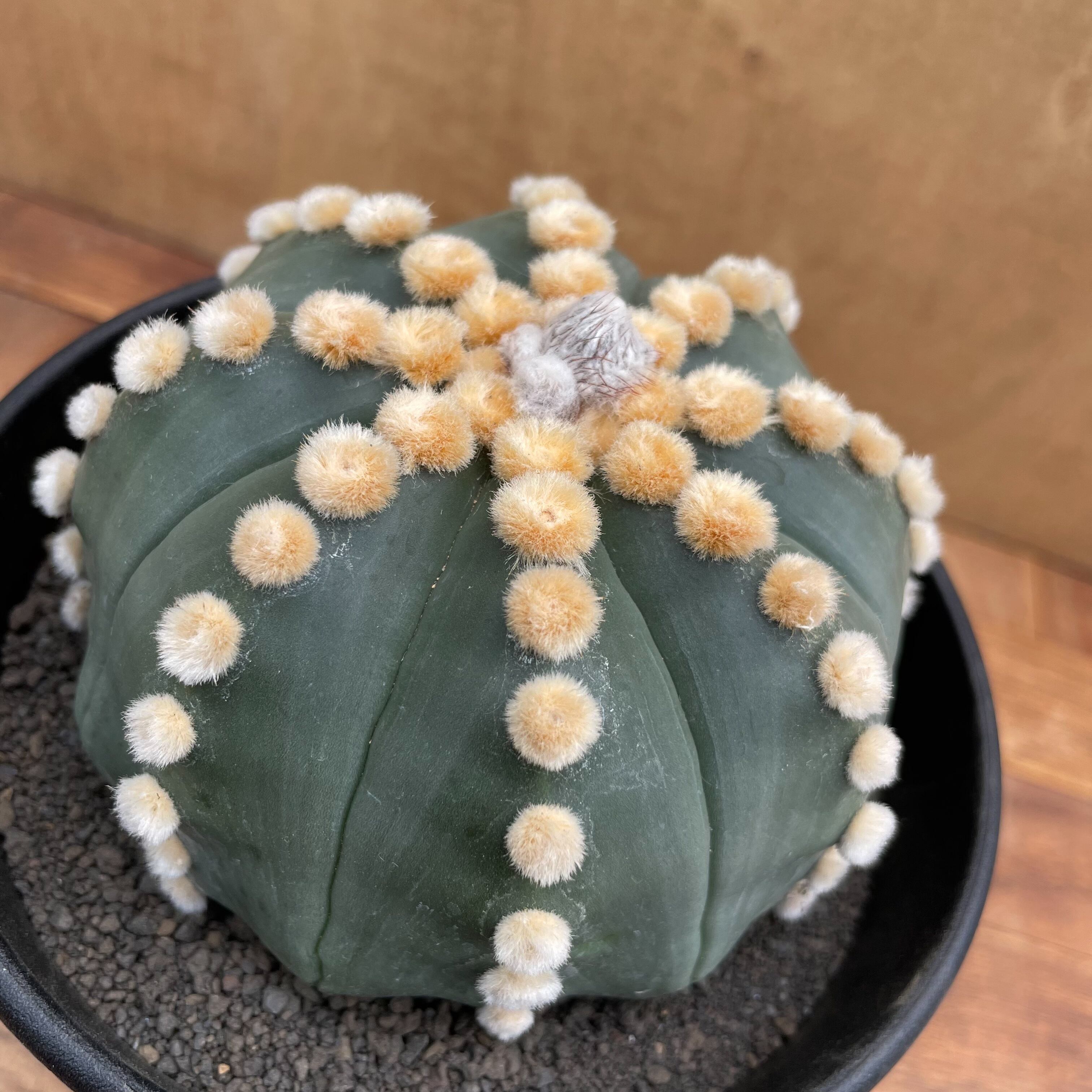 Astrophytum asterias f.nudum【アストロフィツム・大疣瑠璃兜