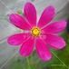 コスモスの花びらアップ 【F_42】　Cosmos petal close-up