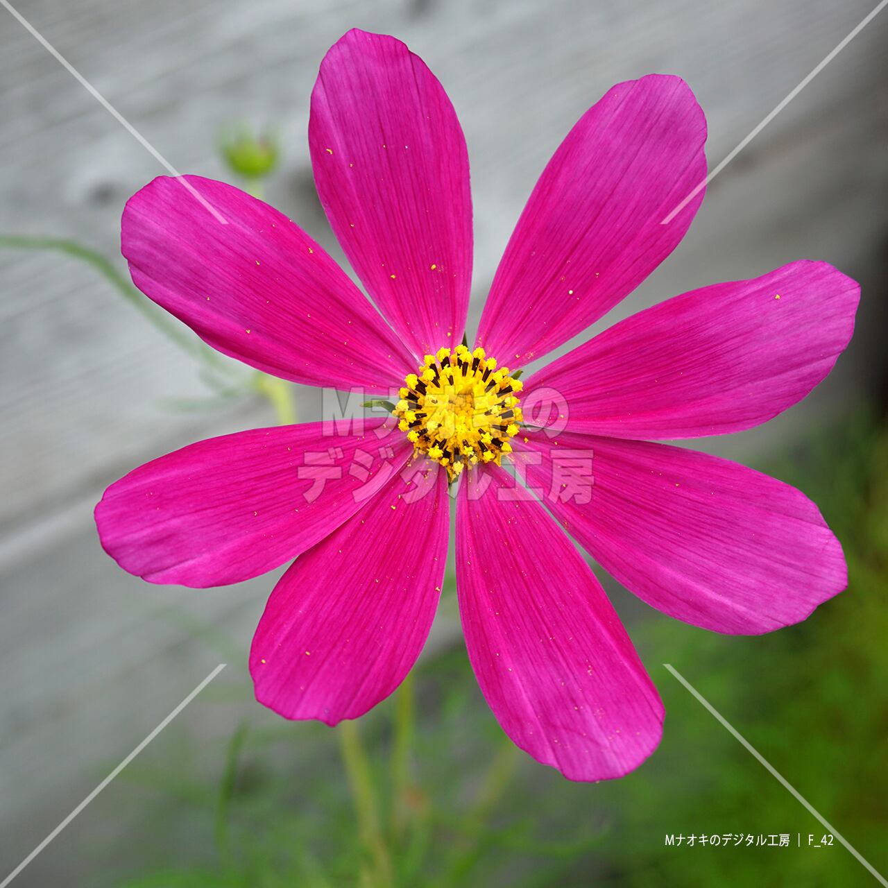 コスモスの花びらアップ 【F_42】　Cosmos petal close-up