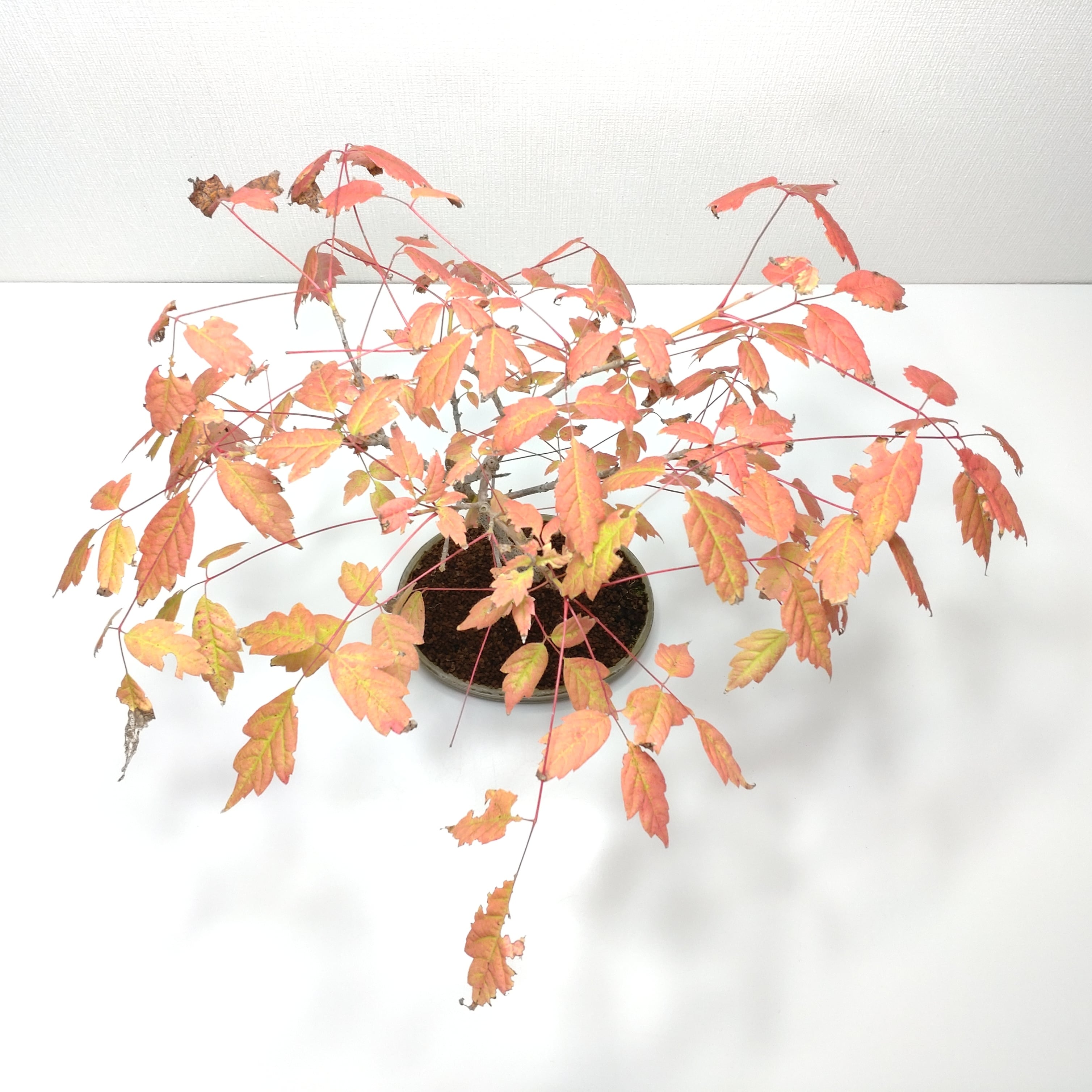 三手楓（ミツデカエデ）盆栽 SS005 | 盆栽創【Bonsaisou】