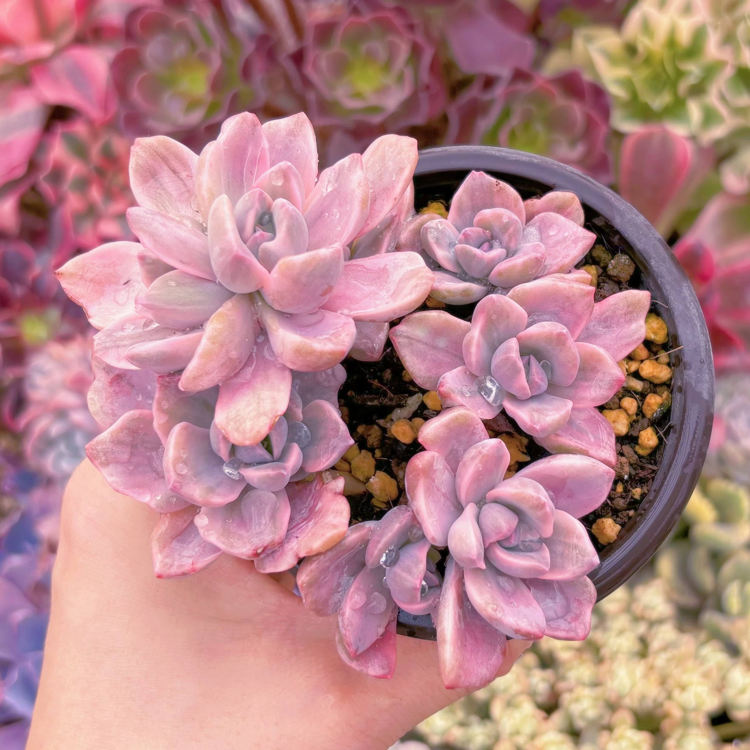 現品　リチャード錦#227　るる農園