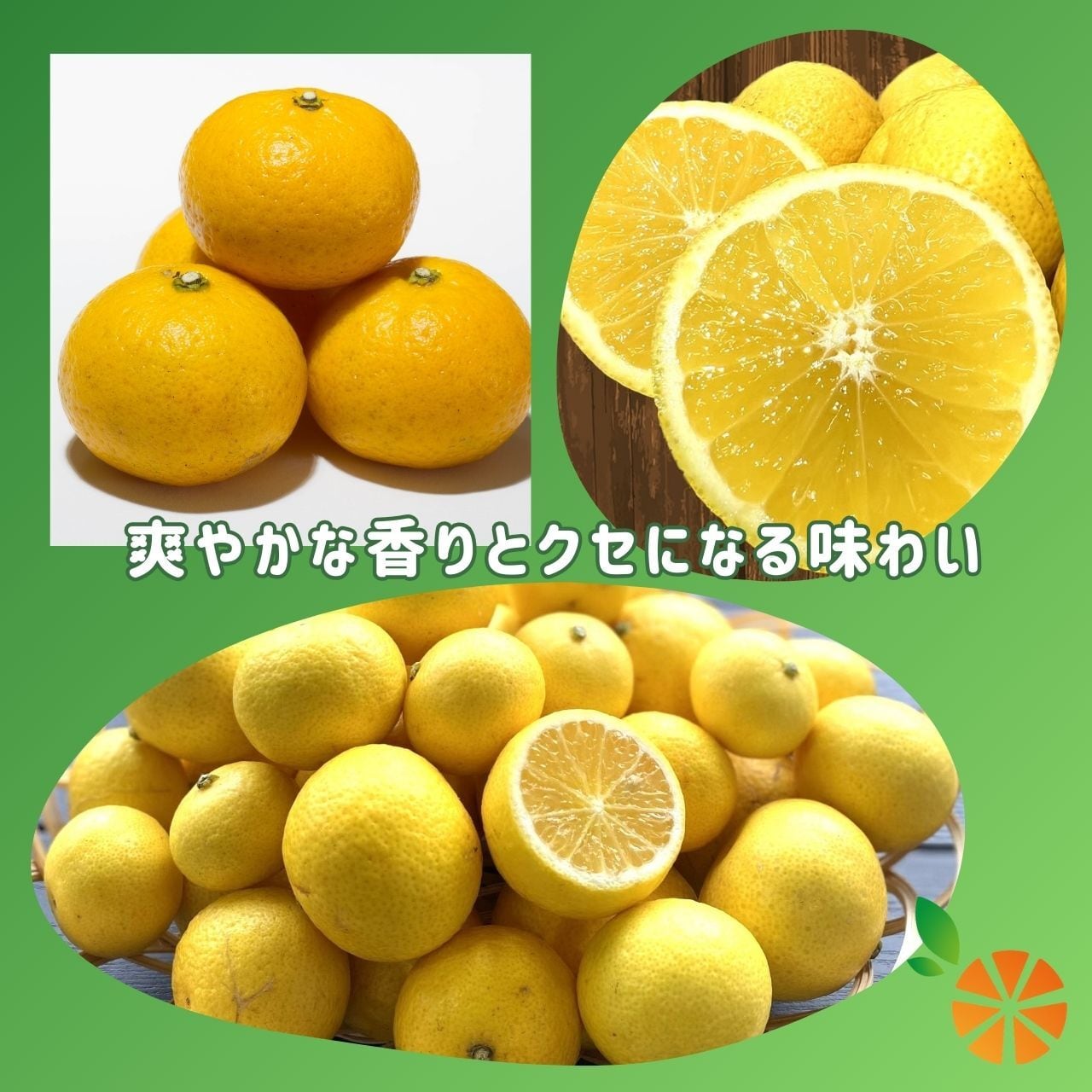 黄金柑3kg 西浦産 2S~Lサイズ混合 | 木負観光みかん園 黄金柑3kg 西浦産 2S~Lサイズ混合 | 木負観光みかん園