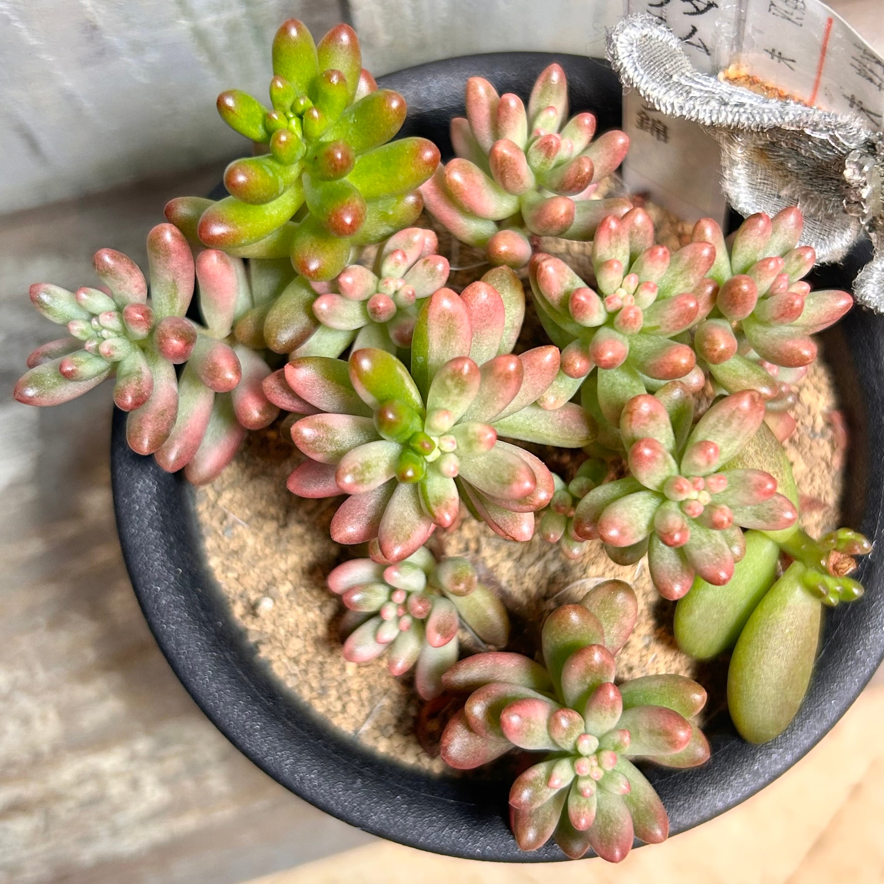 オルペット | RuPo 多肉植物専門店