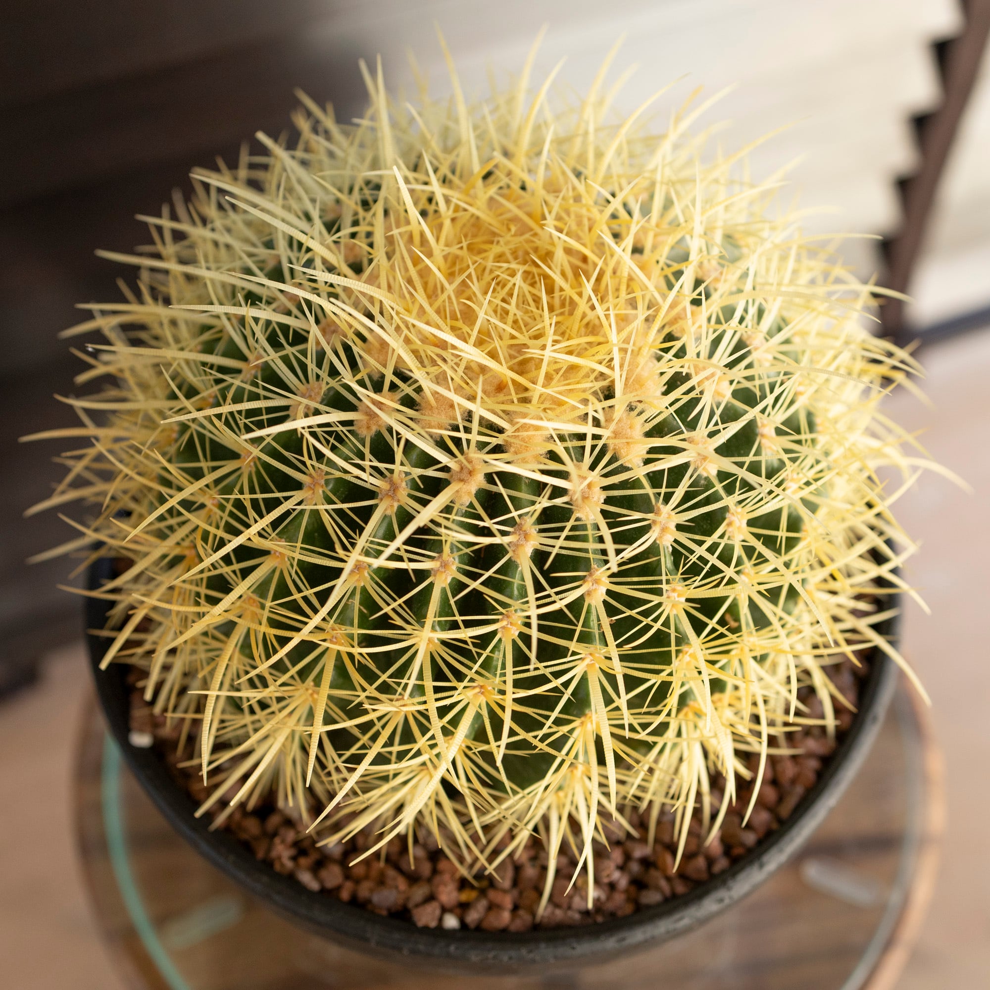 サボテン 金鯱　鉢のまま発送　発根済み　ドライガーデン　約25cm 白い鉢付き 楽天市場】サボテンの王様 金鯱 7号鉢 大型 観葉植物 多肉植物