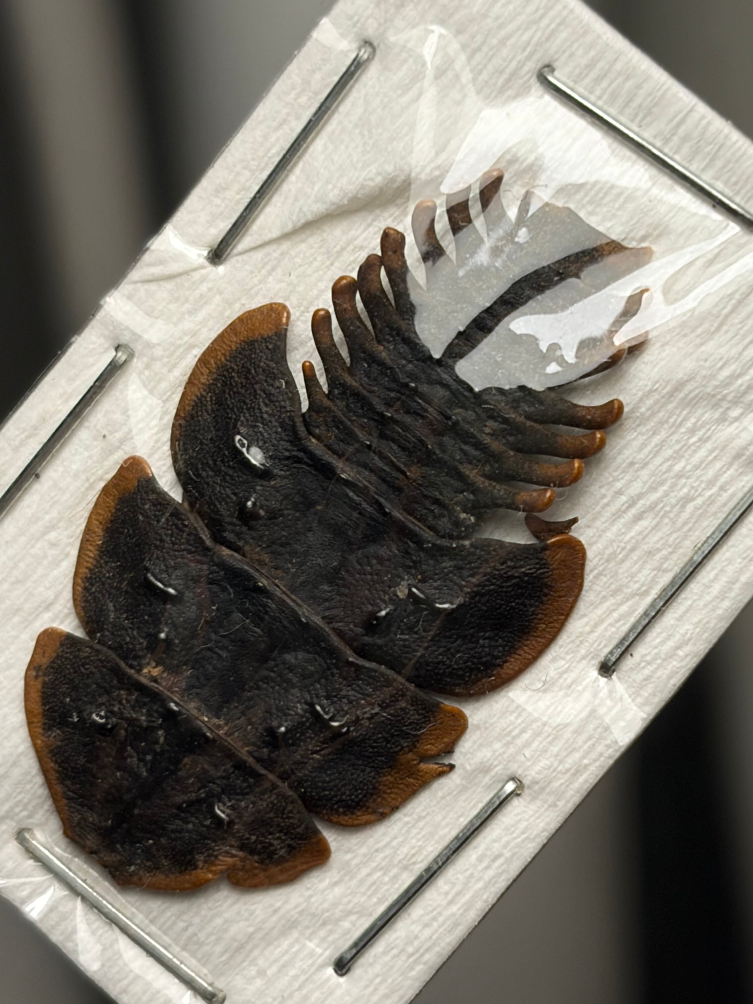 サンヨウベニボタルの昆虫標本ホタル標本 蛍タランチュラムカデ