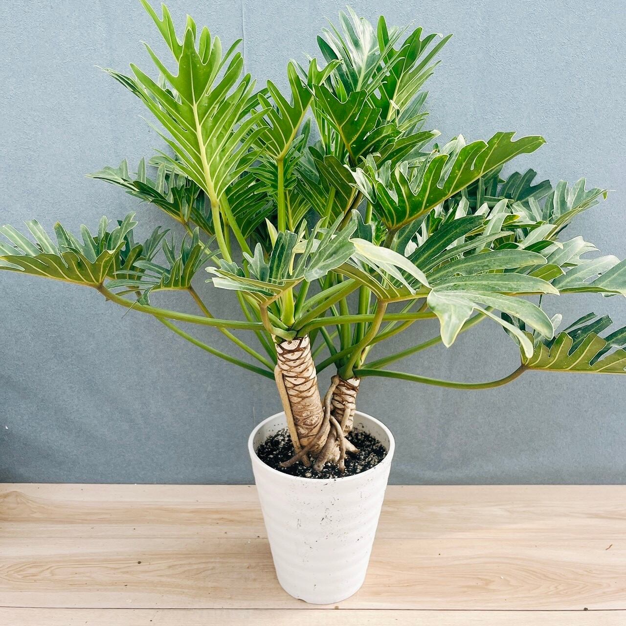 現品］☆初入荷☆ タビビトノキ 旅人の木 8号 観葉植物 室内 大型