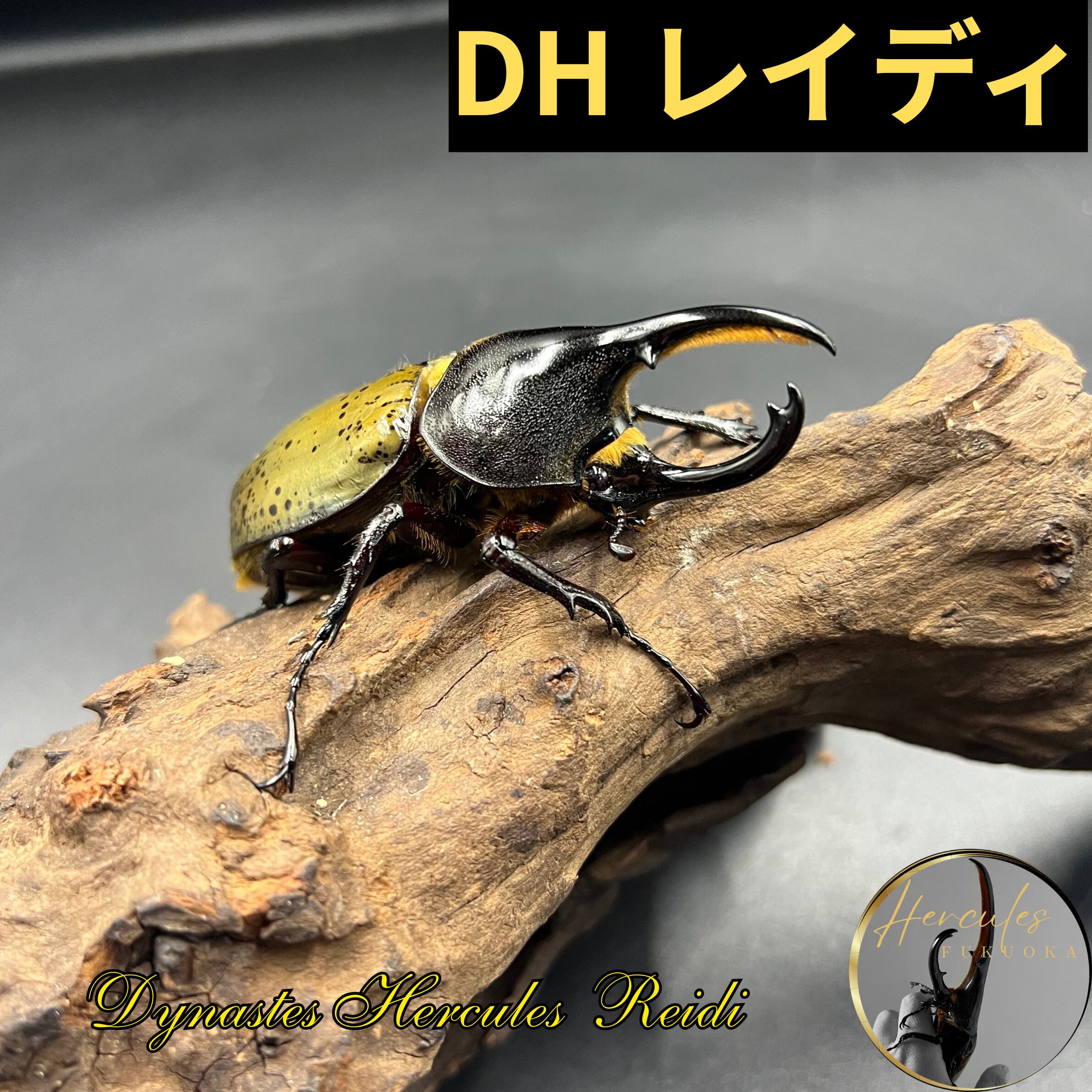 DHヘラクレスオオカブト 新成虫 レッドアイヘラクレス ペア 【公式通販】