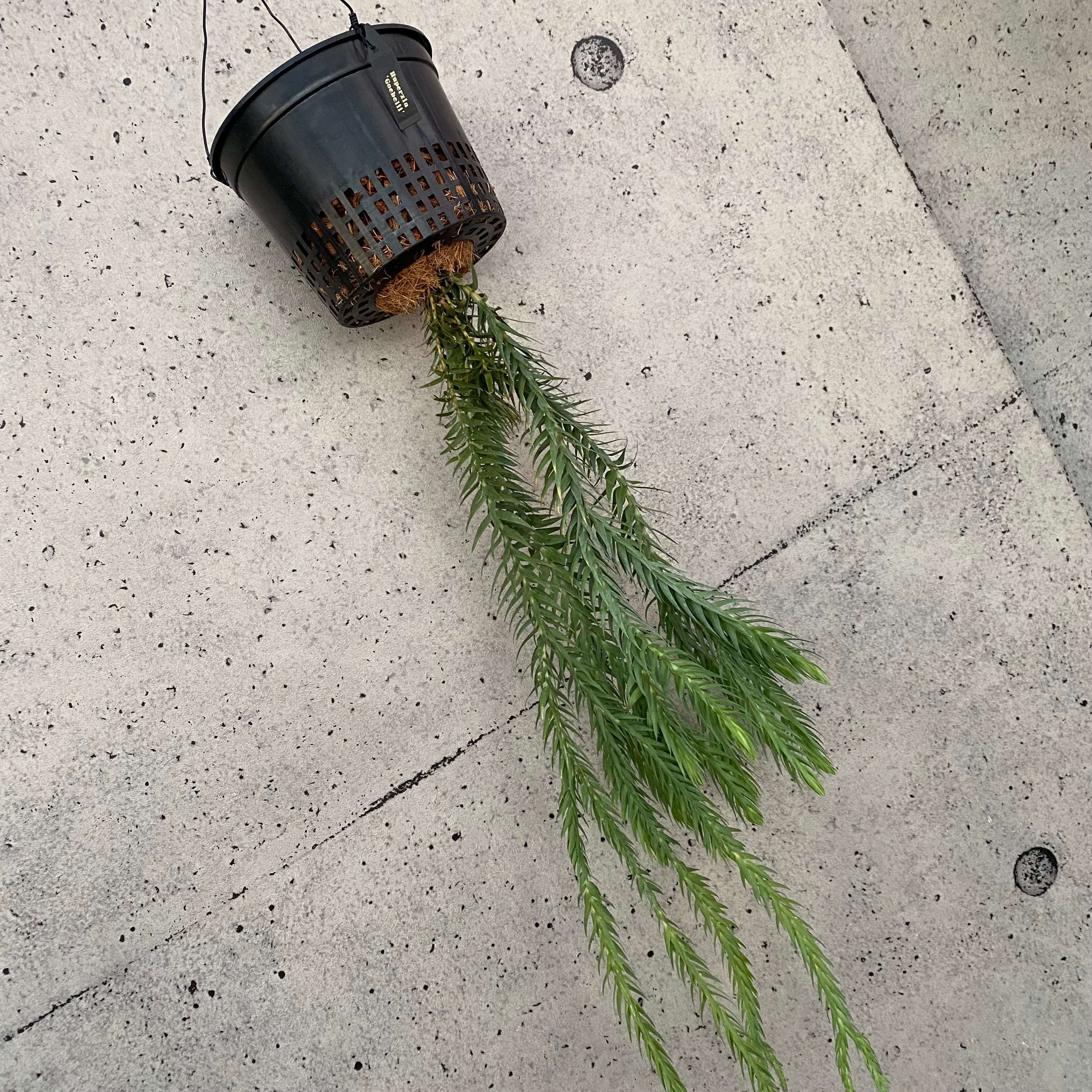 Planet Plants プラネットプランツ