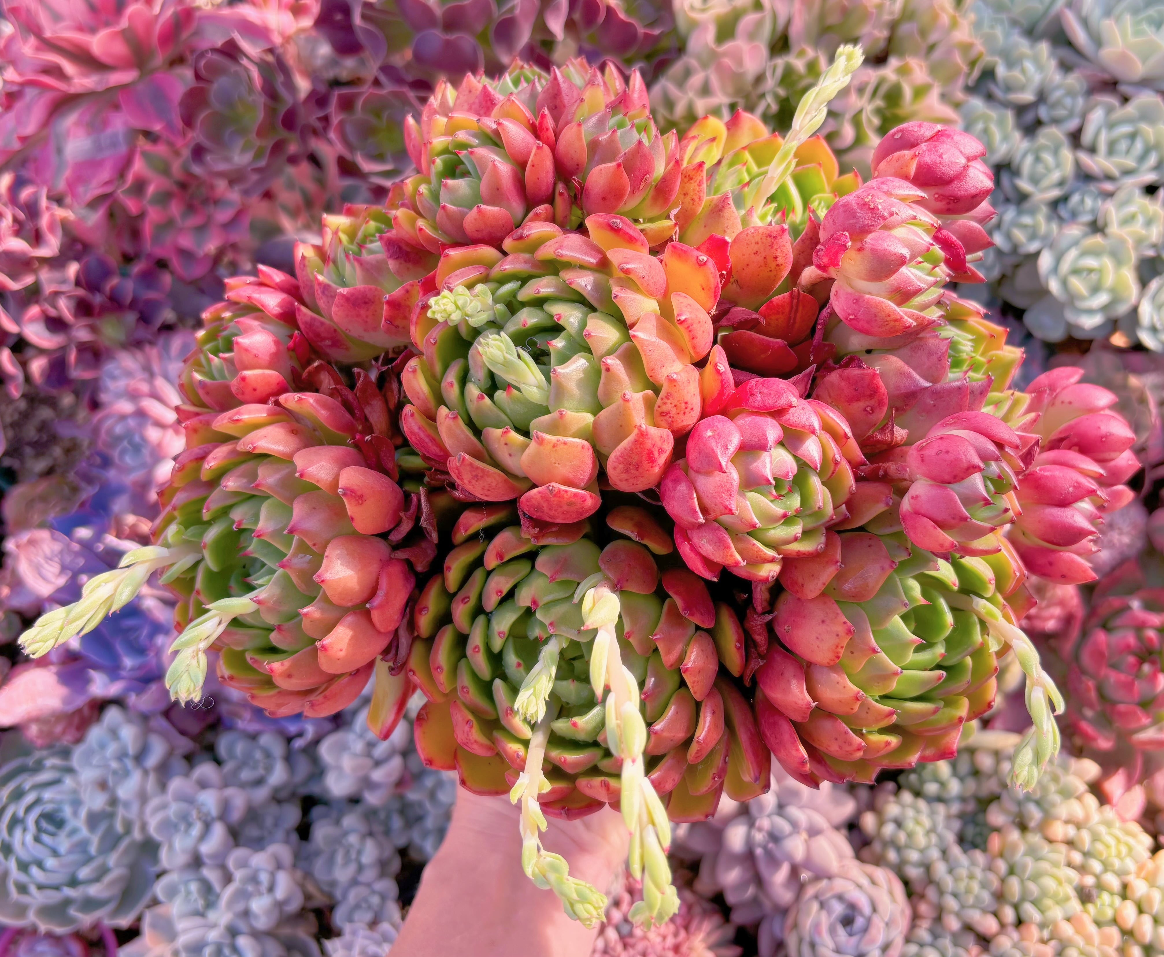 現品　新品種　油画#610　特特大群生　新入荷