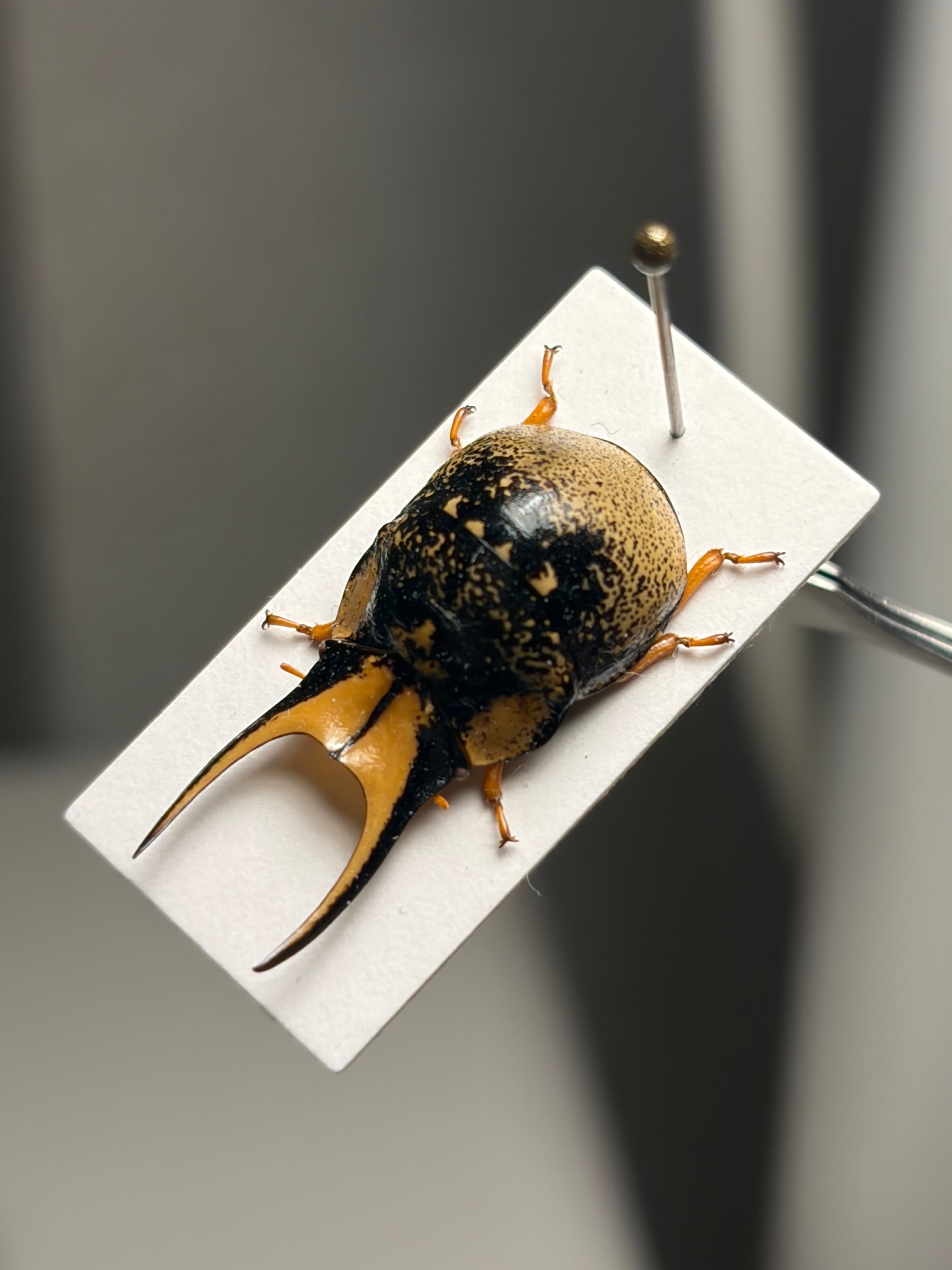 特大ペア】幻のクワガタマルカメムシ 標本 とんでもない甲虫 BRUTUS