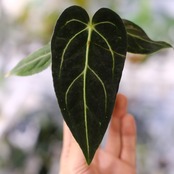 アンスリウム・レガレ / Anthurium Regale⑯│観葉植物
