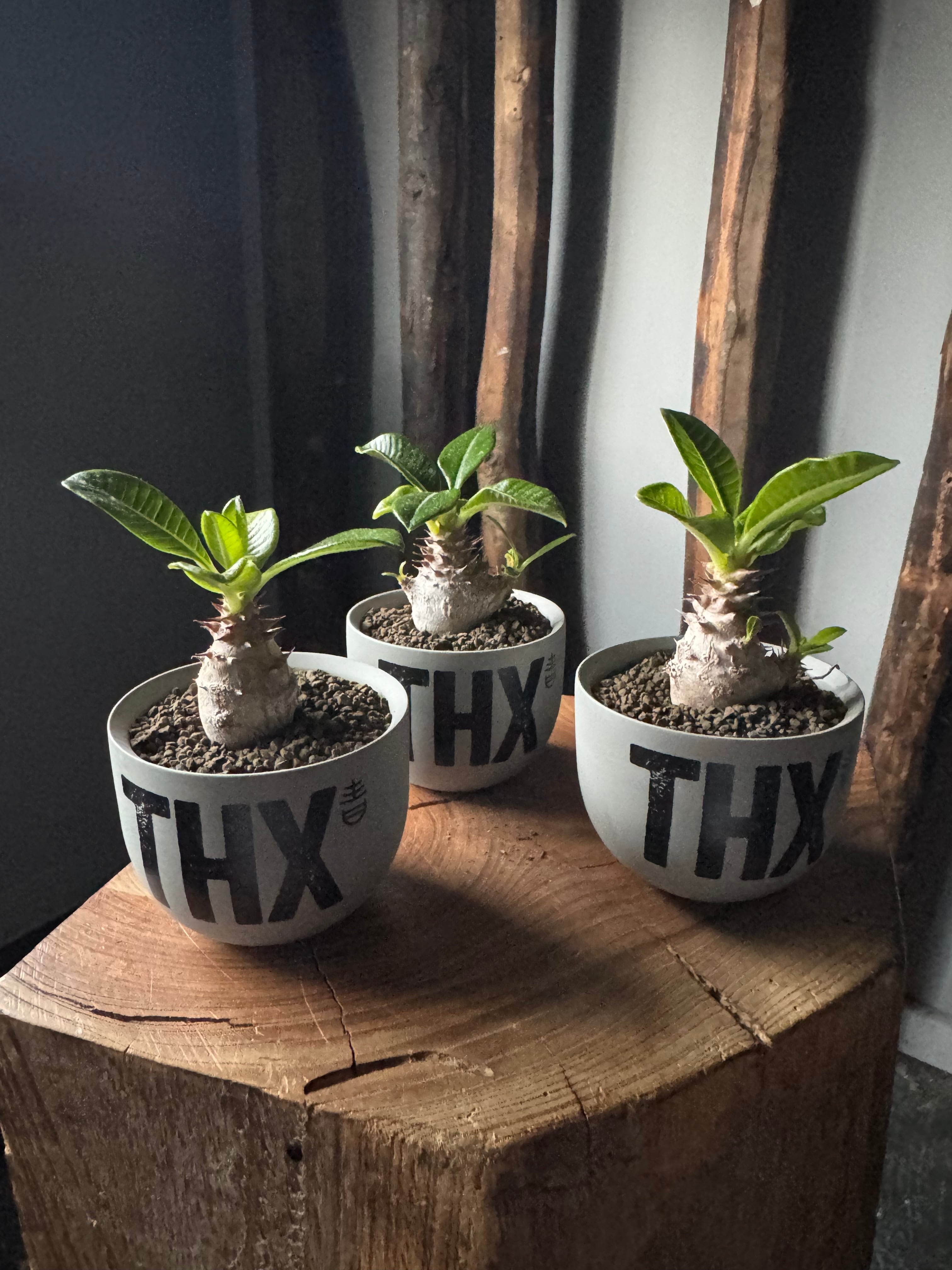 【新着】Pachypodium baronii var. windsorii × VALIEM GHOST“THX鉢”青坊主別注 Gray Color【XSsize】ランダム配送