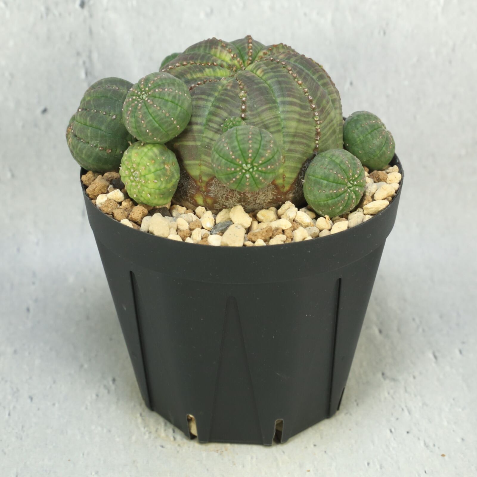 雄花 オベサ ユーフォルビア 雄花 オベサ ユーフォルビア ユーフォルビア・オベサ（多肉植物