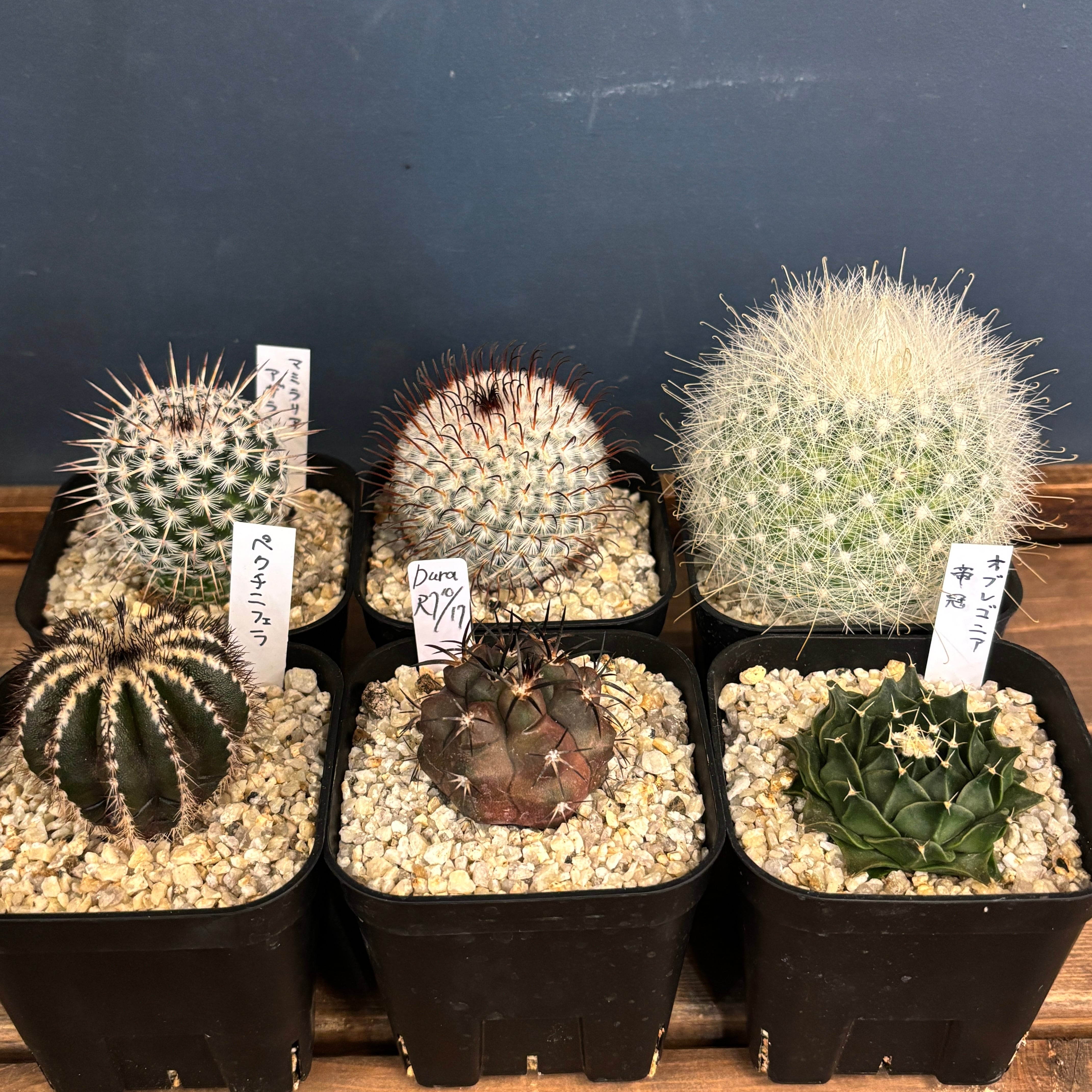 ビカクシダ ジェニー P. willinckii 'Jenny' TC【192】 | PROTOLEAF