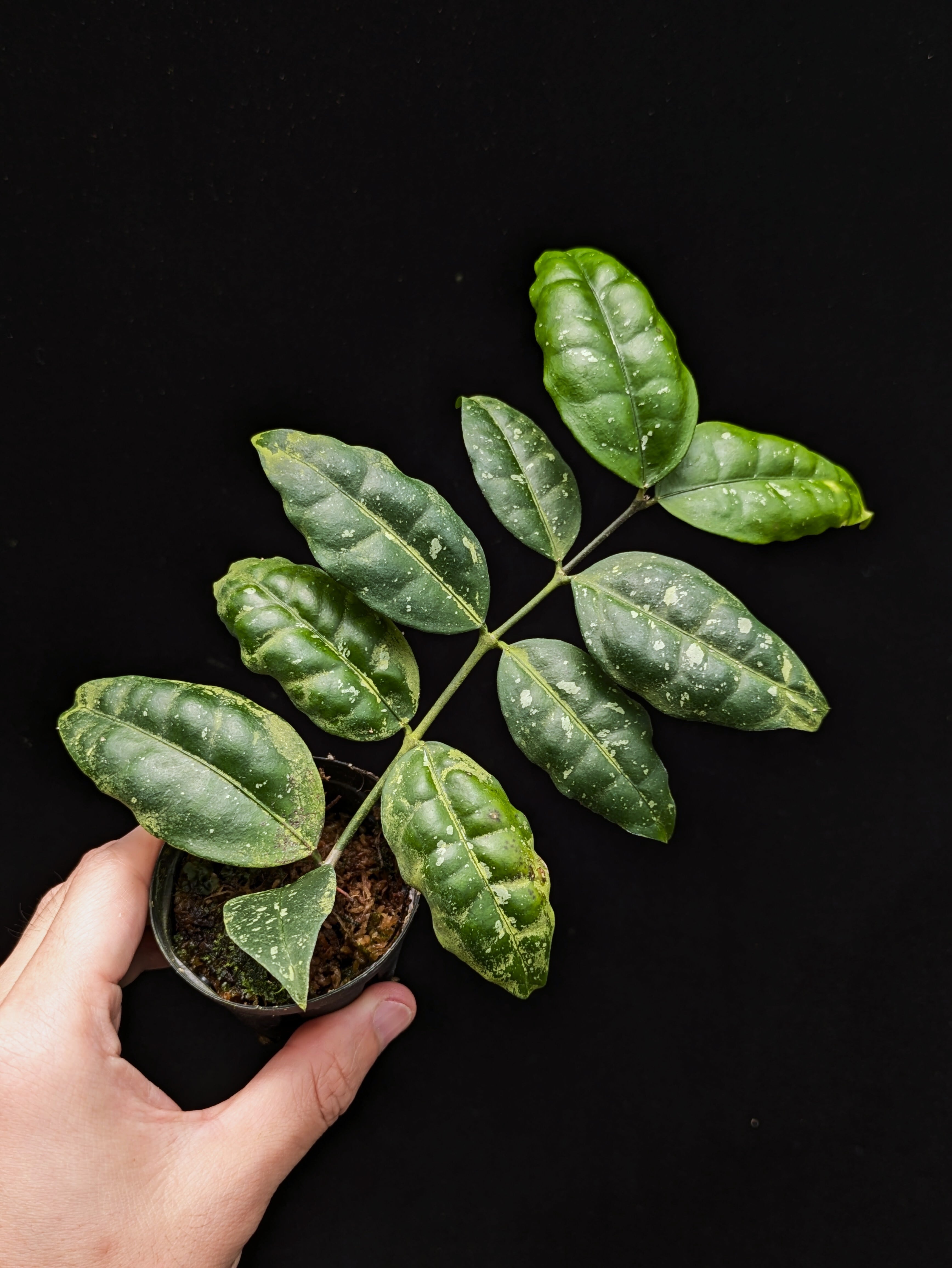 Hoya sp. Timika | 伊藤蟻植物農園 Hoya sp. Timika | 伊藤蟻植物農園