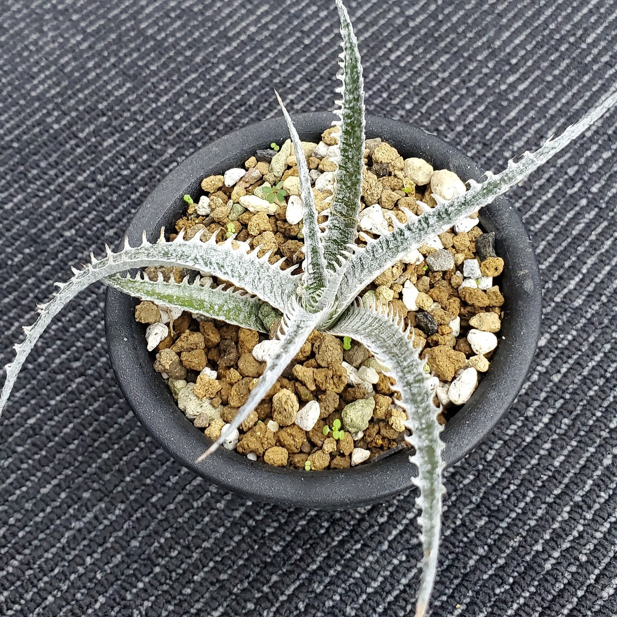 a0236_Dyckia 