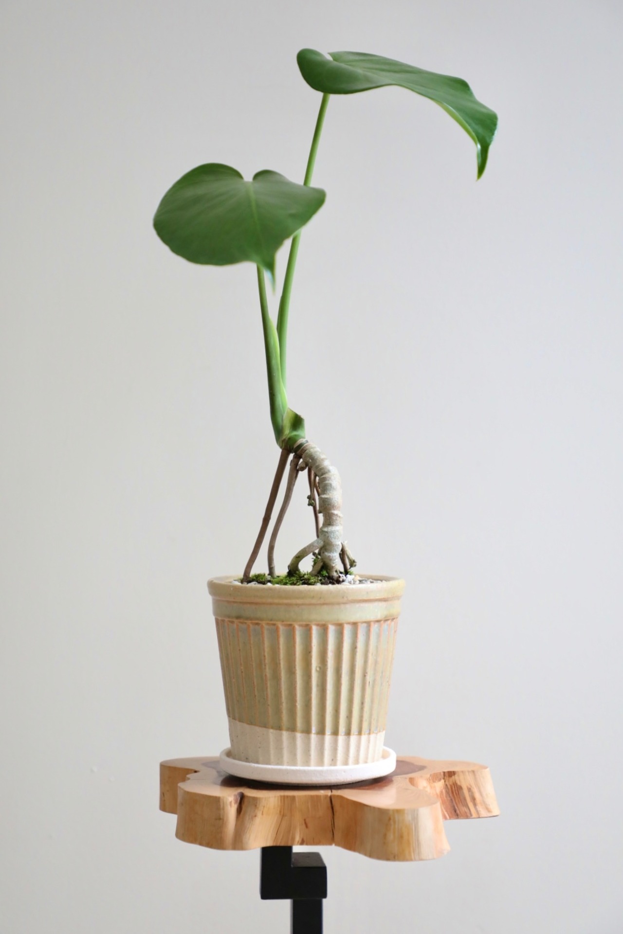 【S】モンステラ アダンソニー/Monstera adansonii